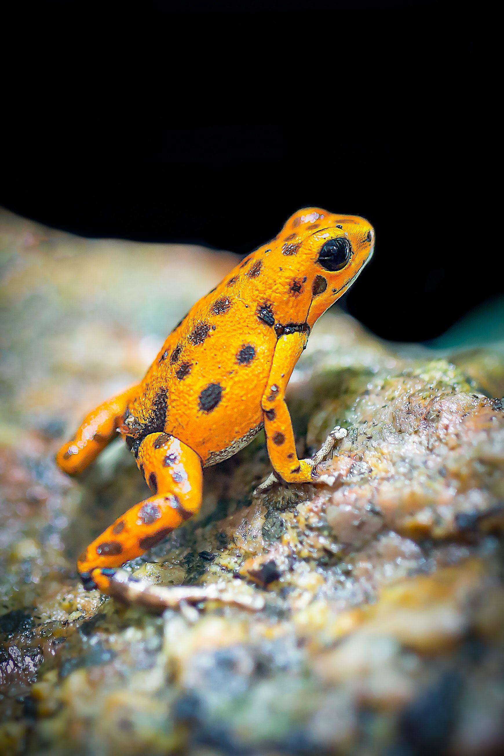 1740x2609 Orange and Black Frog · Free
