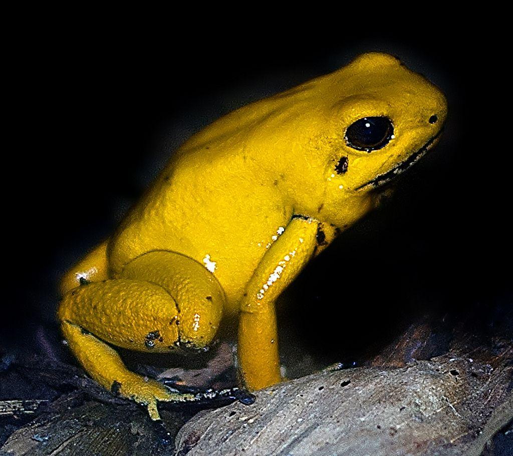 Golden frog. Phyllobates terribilis. Golden Poison Frog. Poison arrow Frog. Golden Dart Frog.