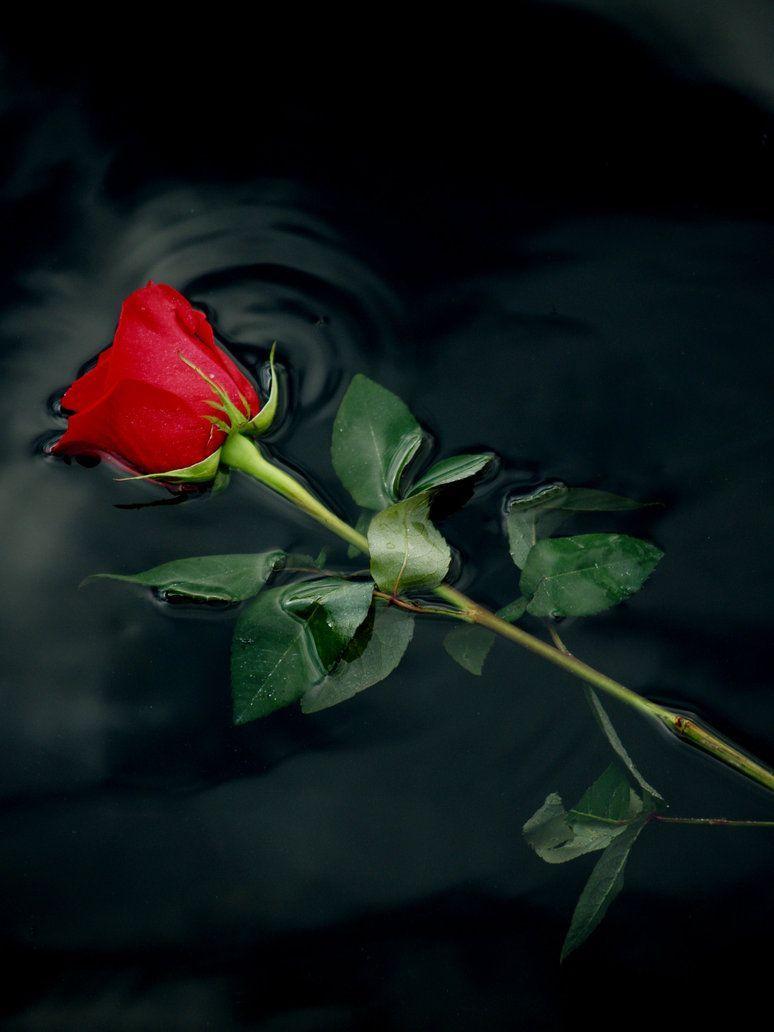 single red roses images with black background