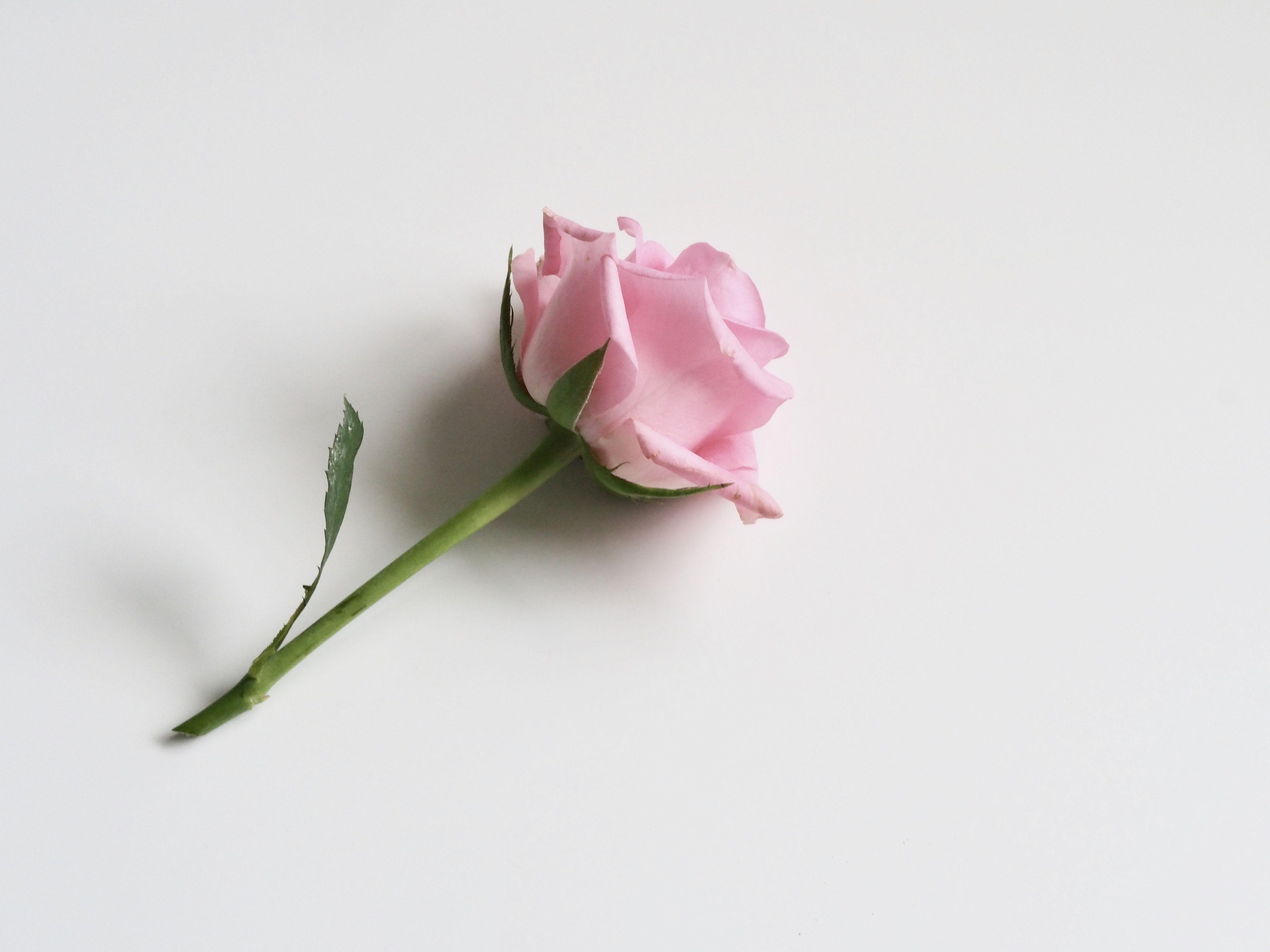 Single Rose Wallpapers - Top Free Single Rose Backgrounds - WallpaperAccess