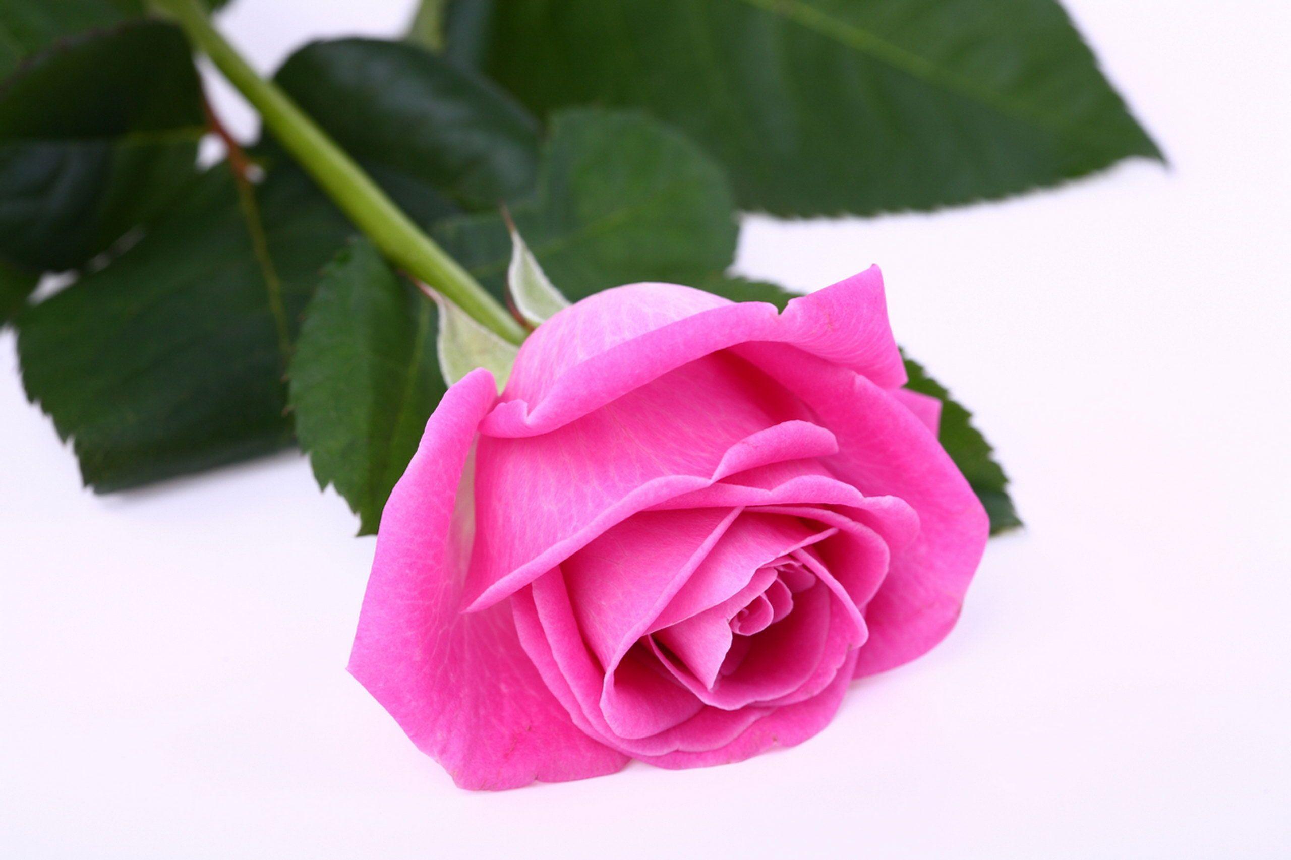 2560x1706 một bông hồng hồng HD