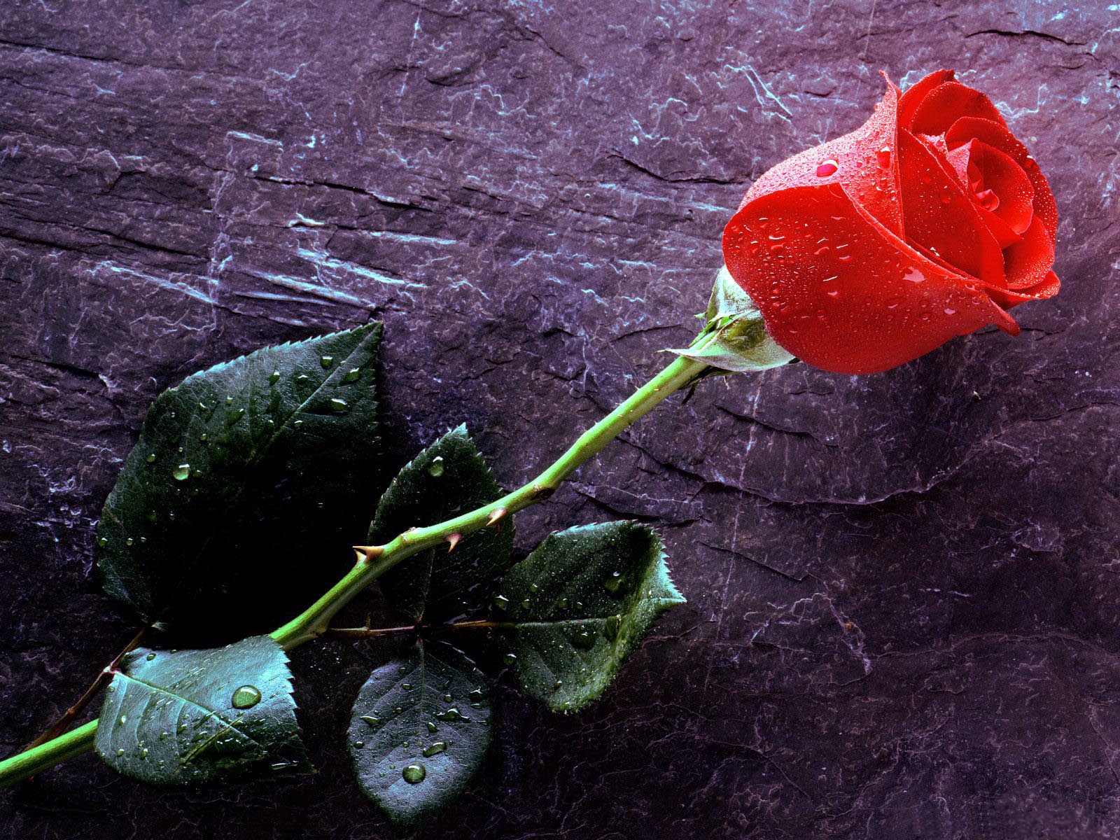 1600x1200 Rose wallpaperx1200