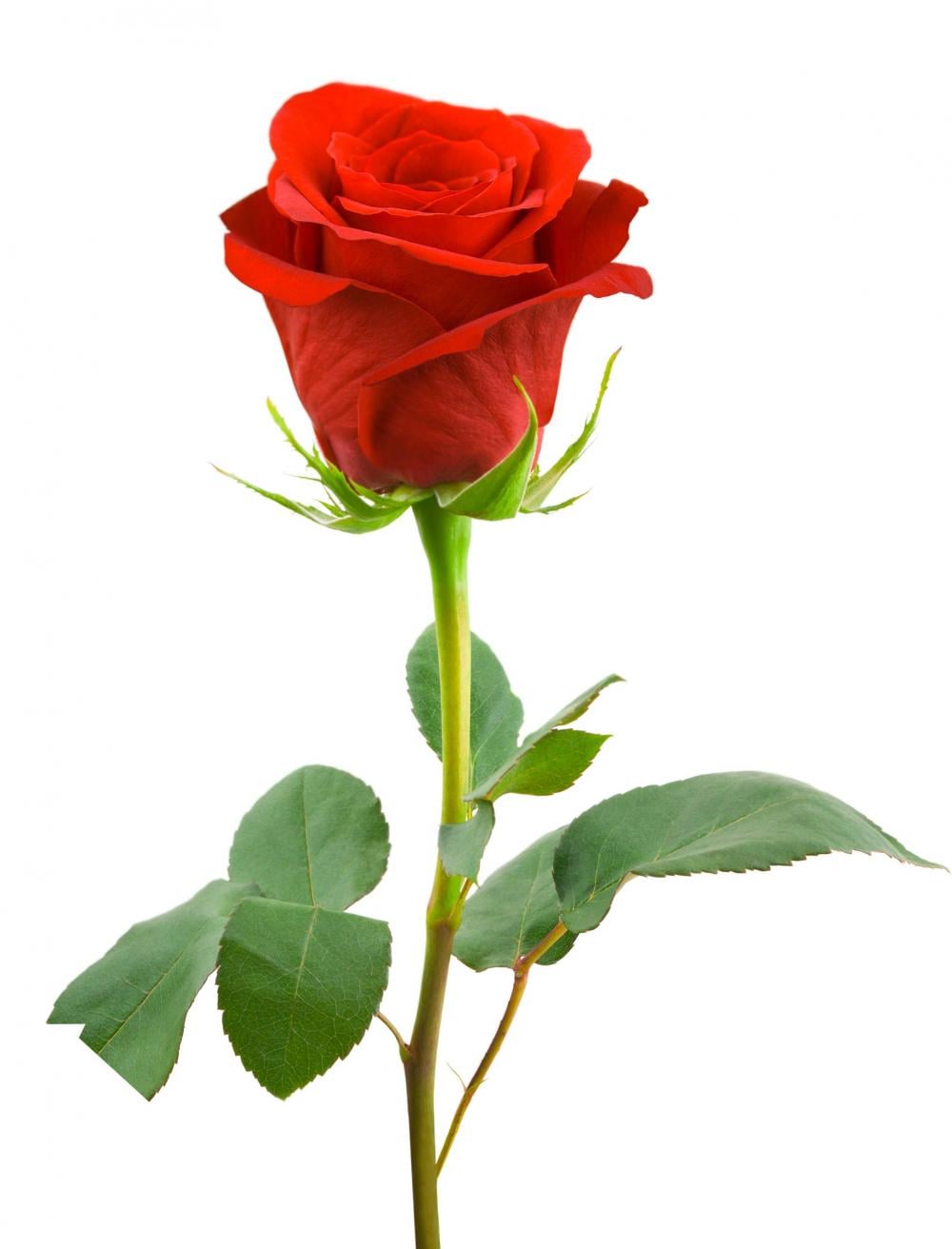 1000x1312 Royalty Free Single Rose Flower Wallpaper