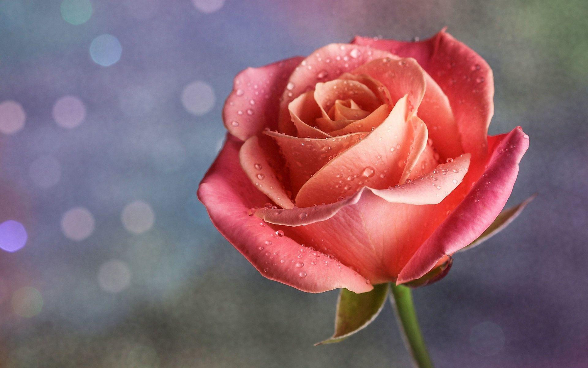 1920x1200 Rose With Water Drops Wallpaper