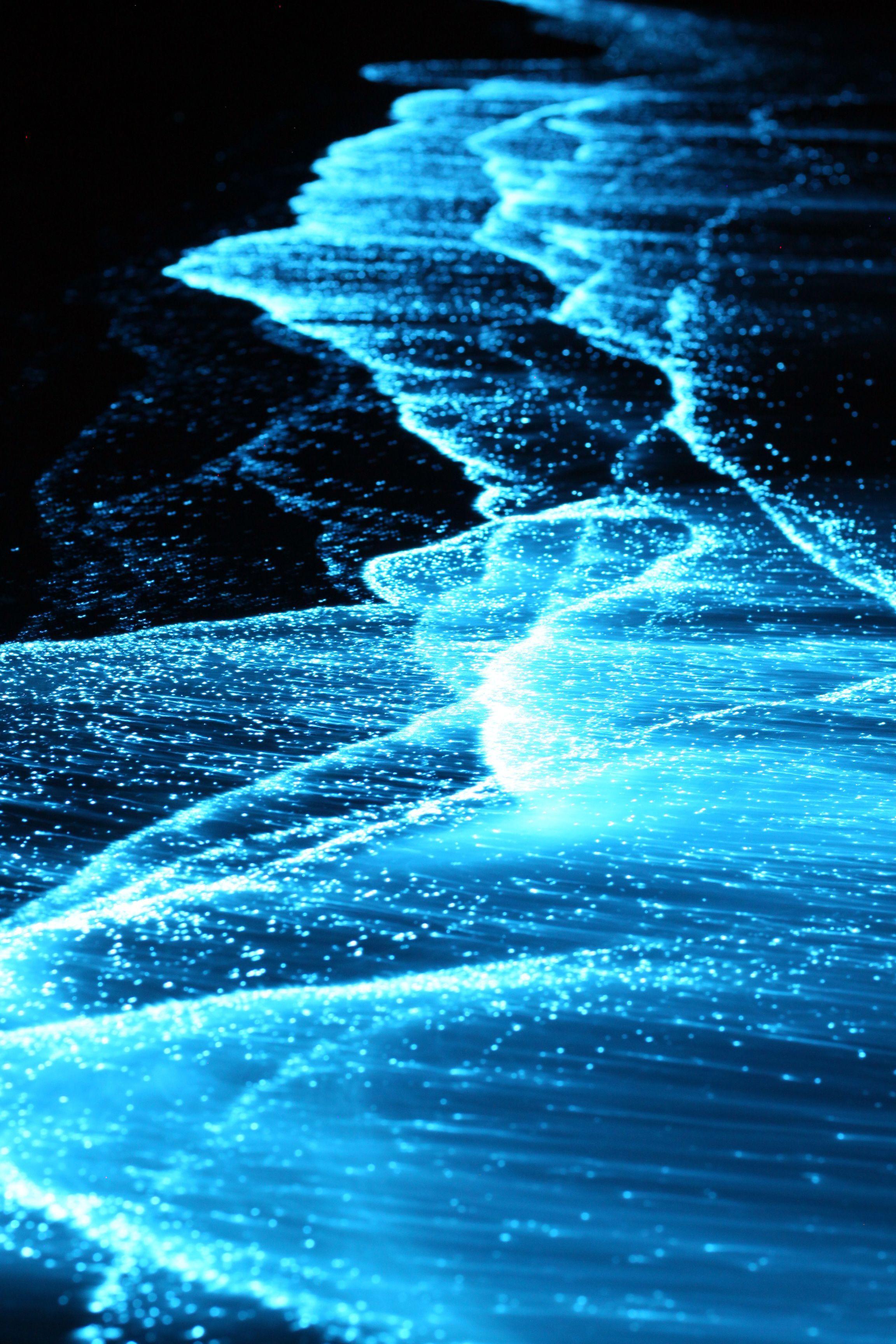 Wave bioluminescence Bioluminescent Animals: