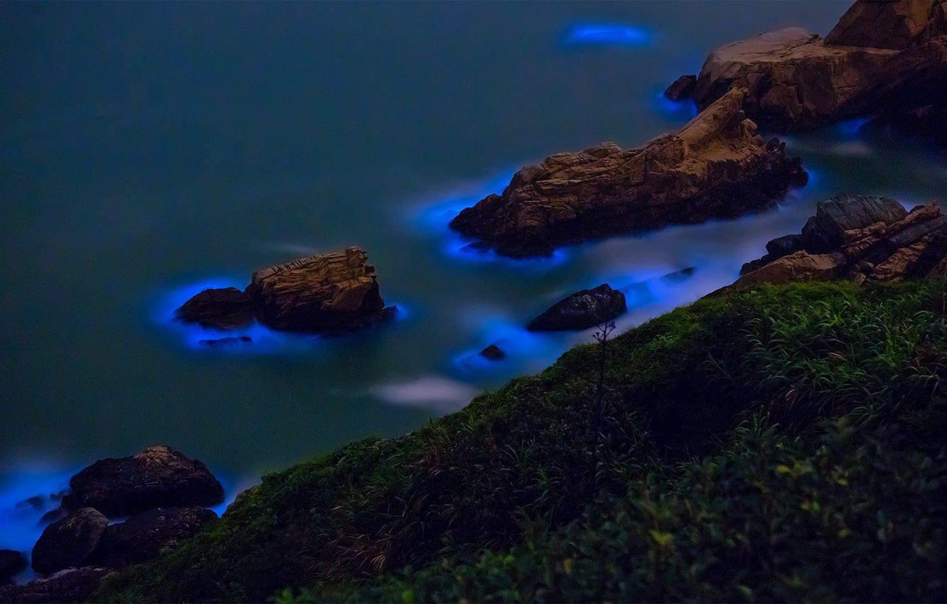 30000 Bioluminescence Pictures  Download Free Images on Unsplash