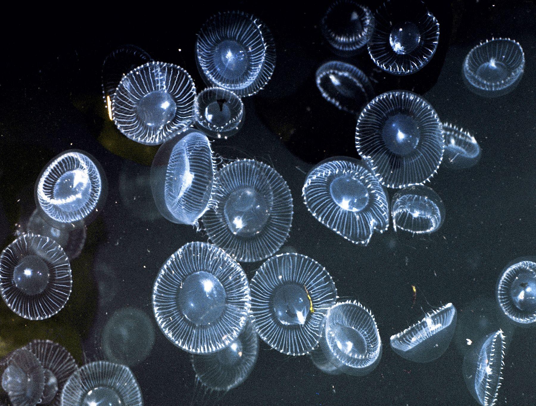 1800x1363 aequorin bioluminescent looking for hr pics of deep ocean