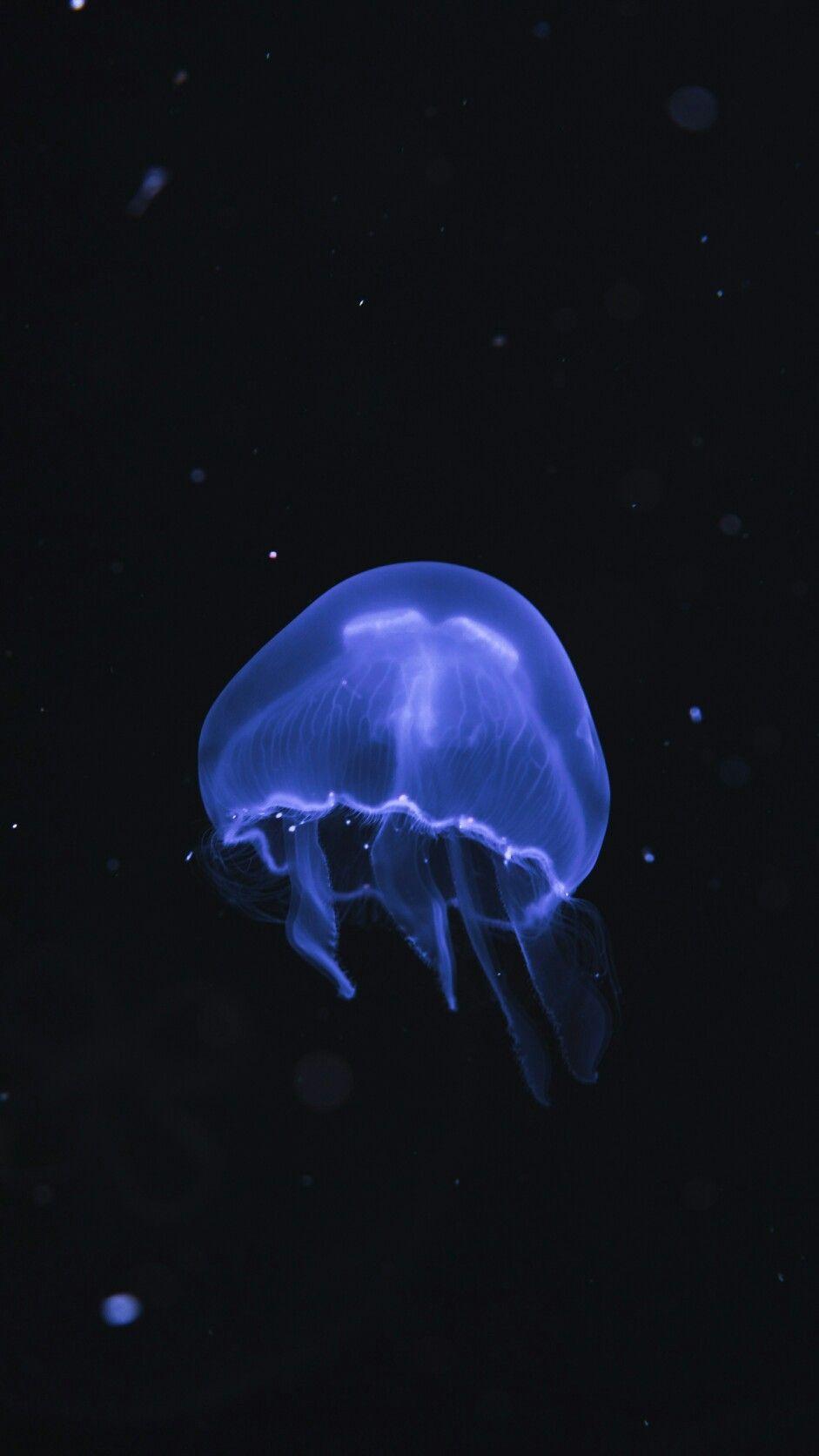 941x1672 iPhone Wallpaper. Jellyfish, Bioluminescence, Cnidaria, Blue