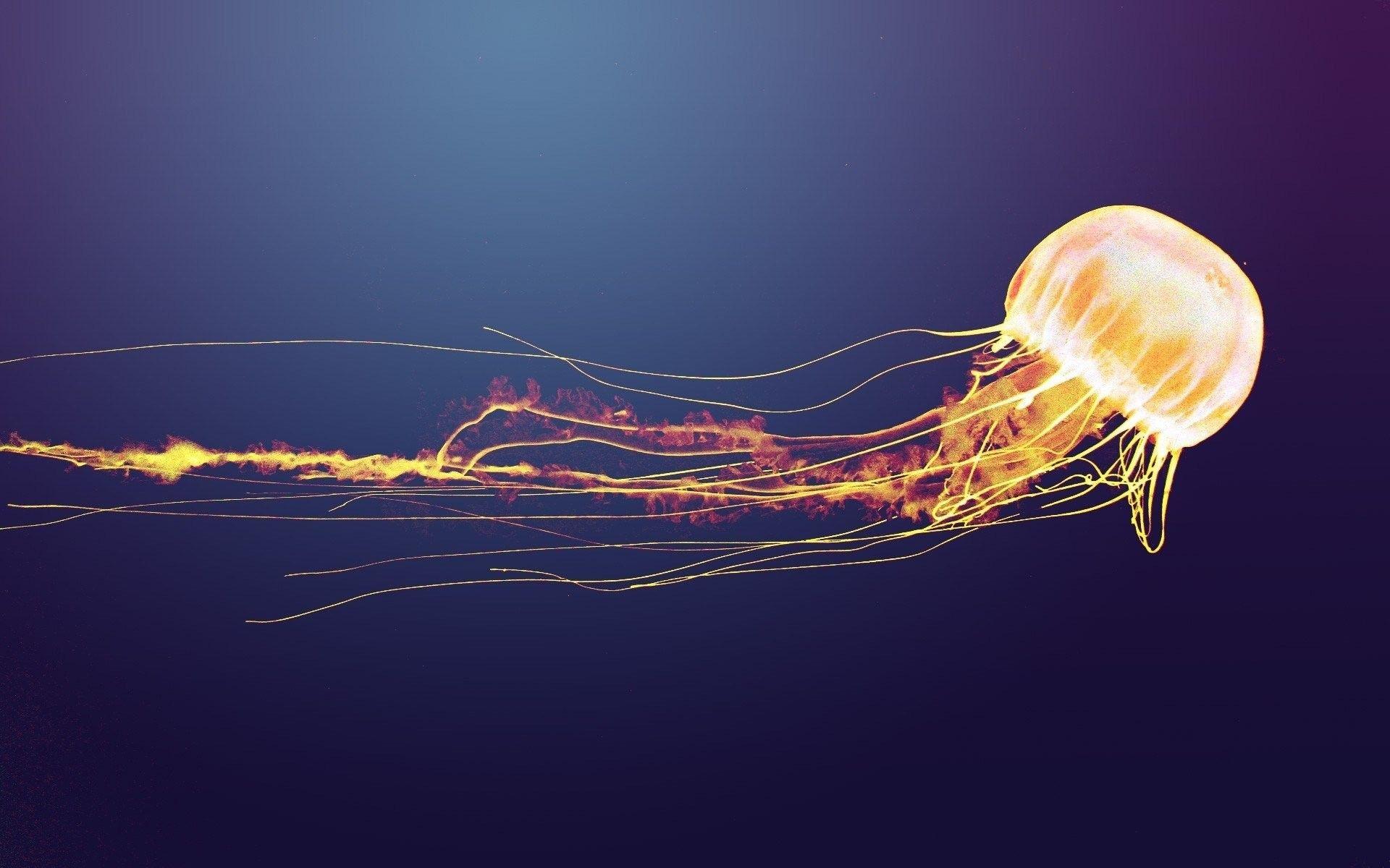 1920x1200 Jellyfish Wallpaper