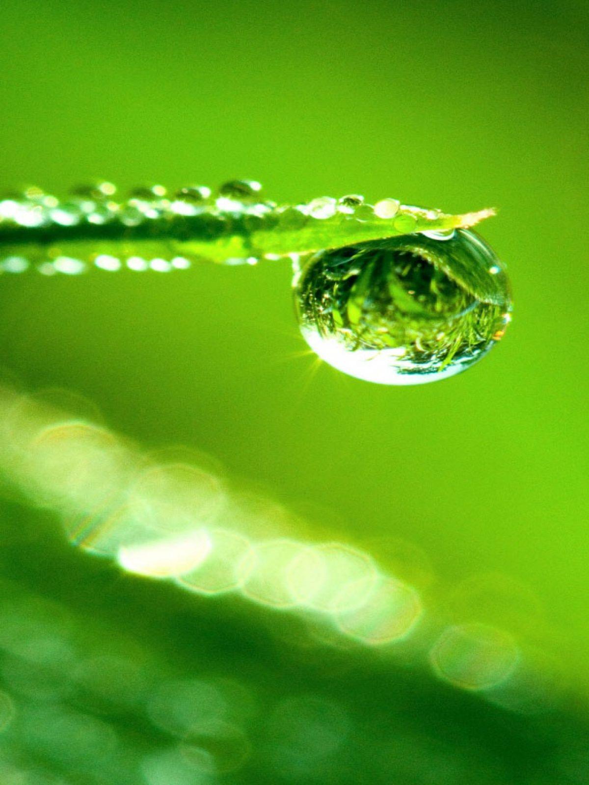 1200x1600 Nature Pic For Mobile