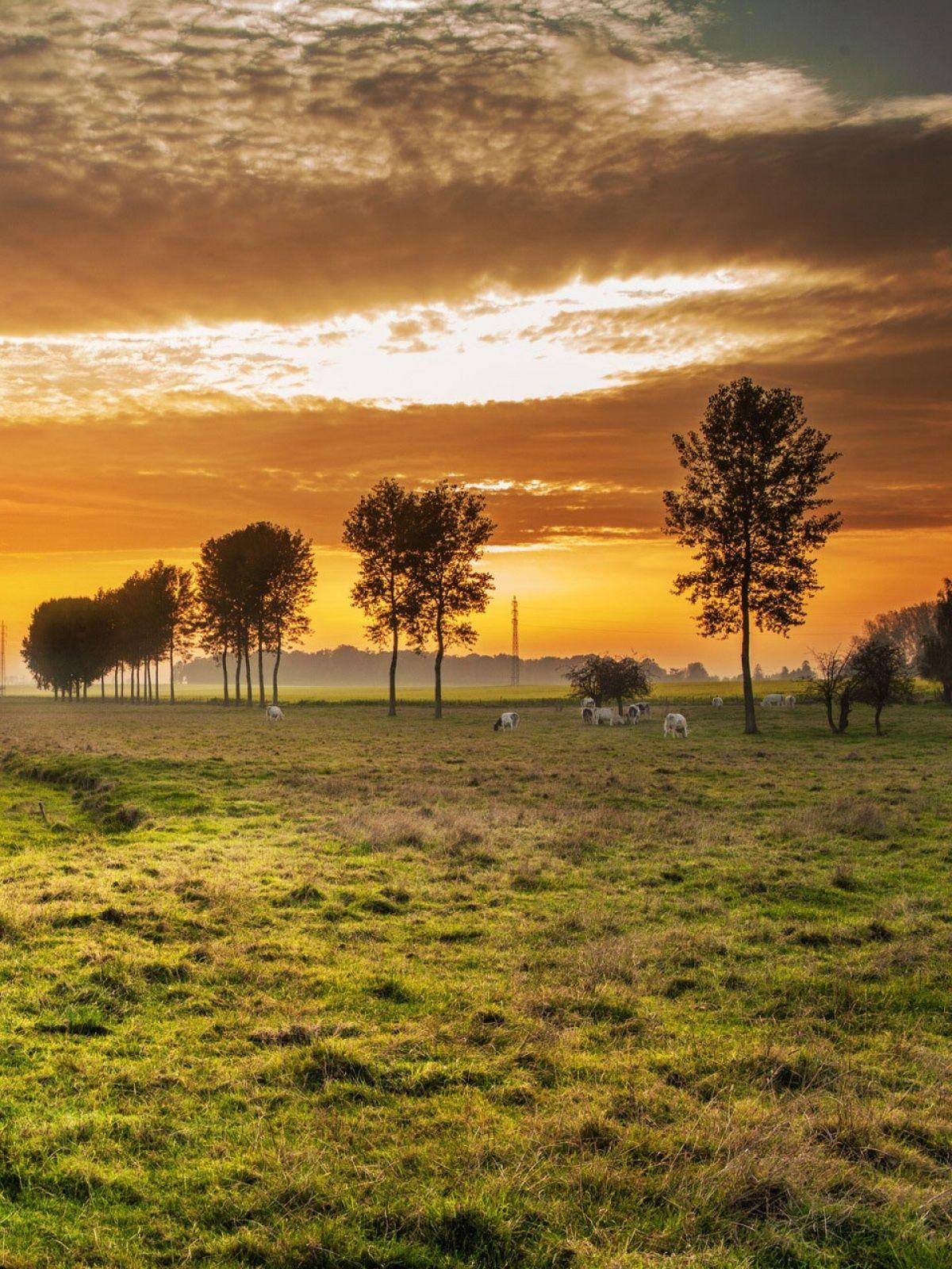 1200x1600 Nature Pic For Mobile