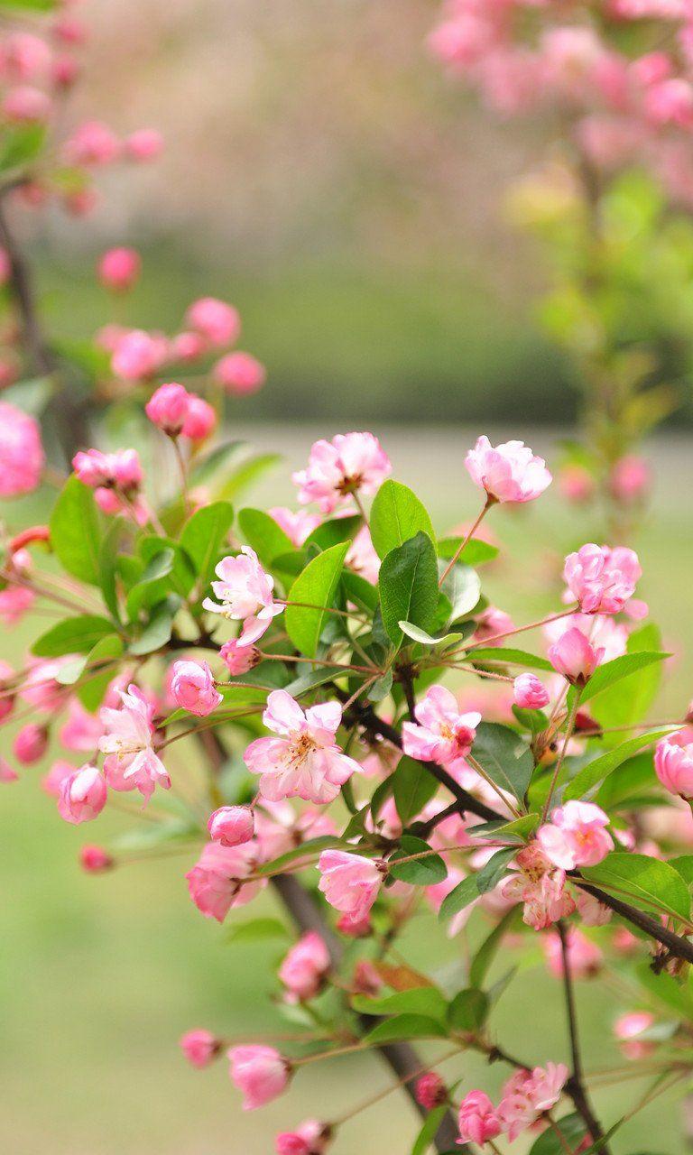 768x1280 Free download Mobile Wallpaper Nature Animal HD 3D beauty full