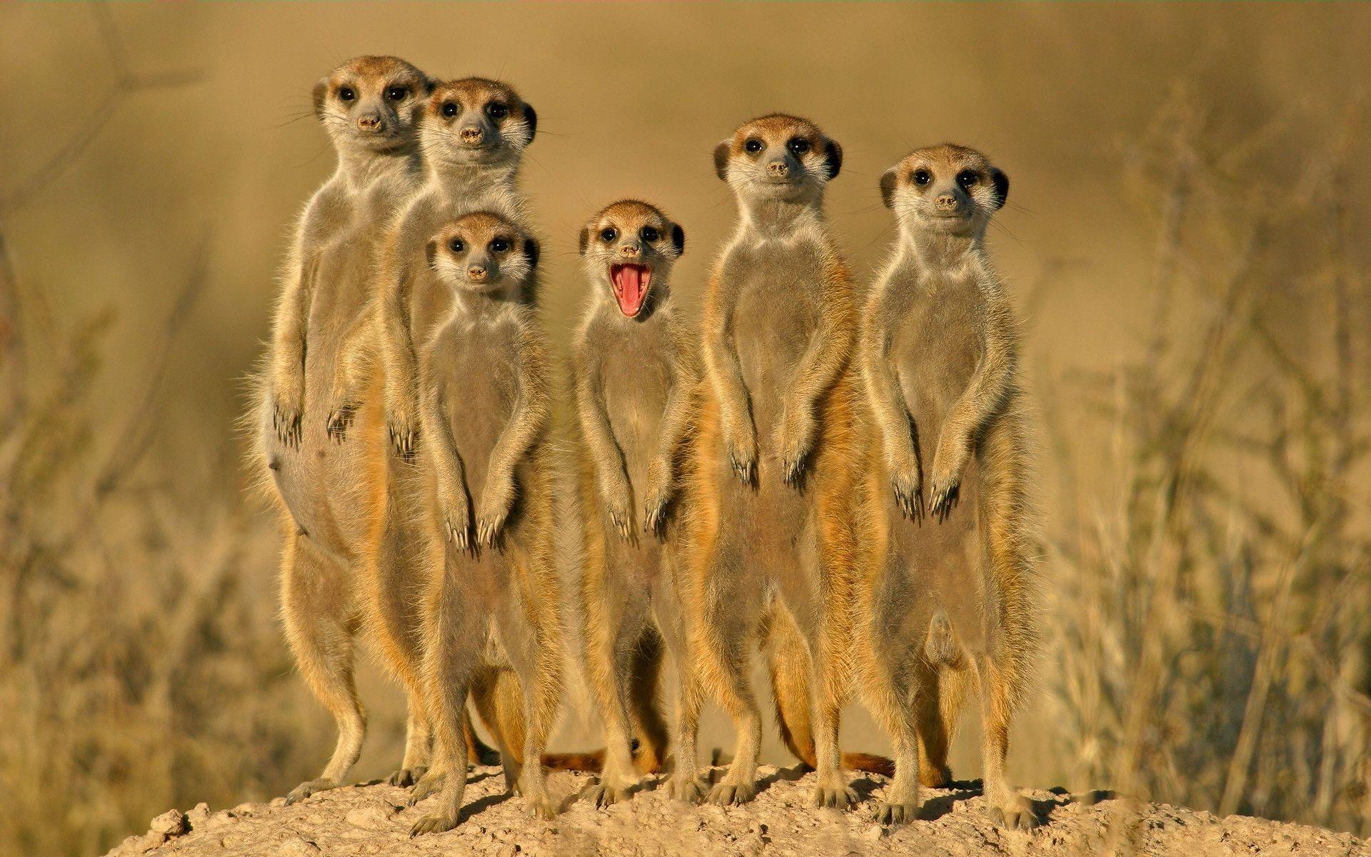 Cute Animal Nature Wallpapers Top Free Cute Animal Nature Backgrounds Cute Animal Nature Wallpapers Top Free Cute Animal Nature Backgrounds
