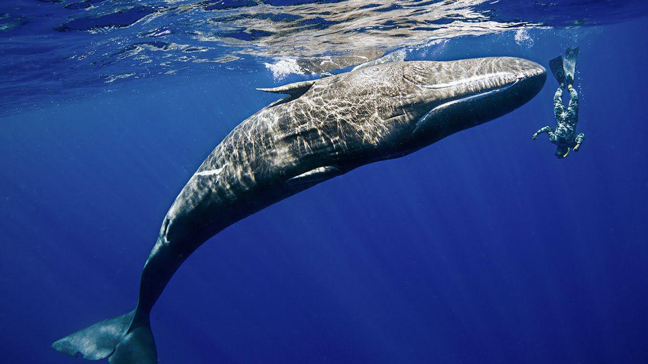 1280x720 Wild Whale Spins on Command of Diver