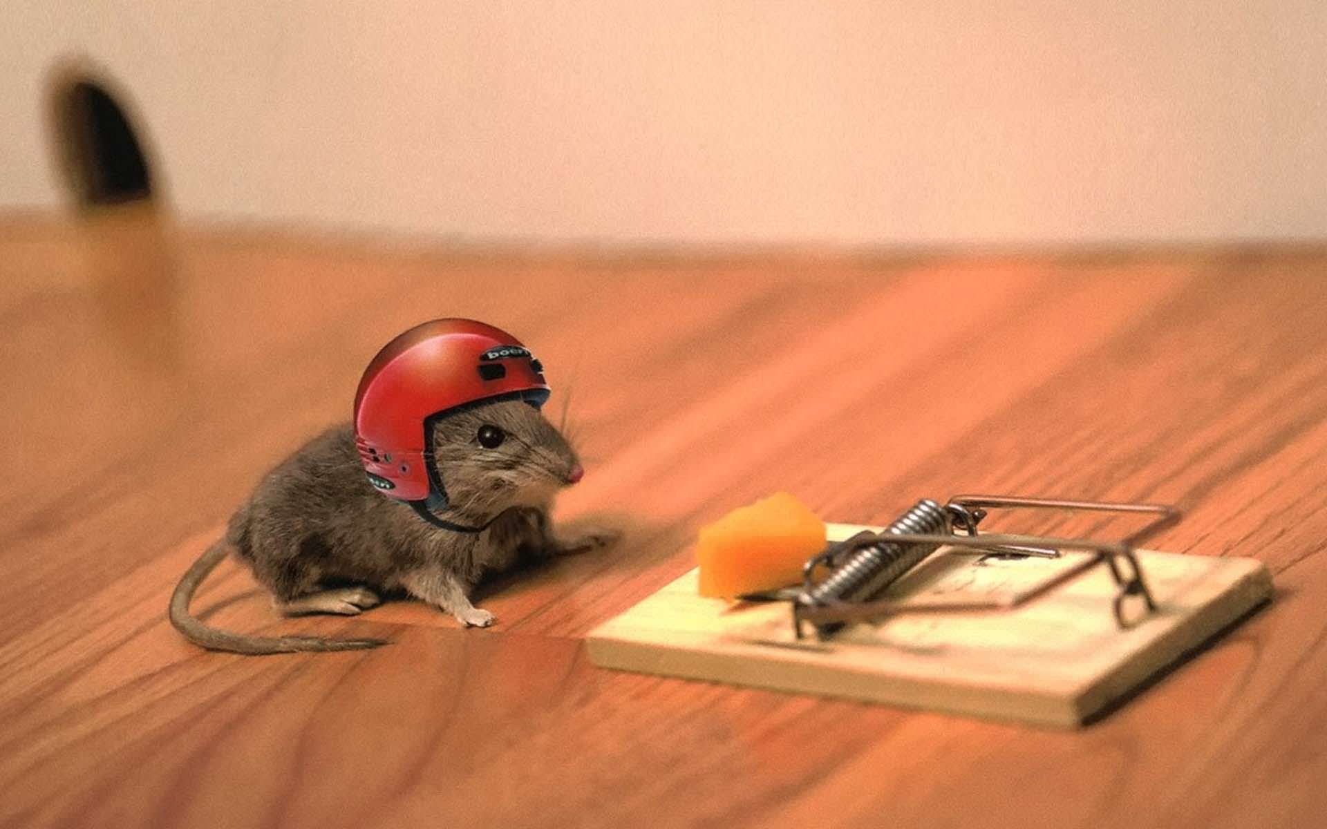 1920x1200 Funny Mouse Animal Wallpaper HD Wallpaper. High Resolution