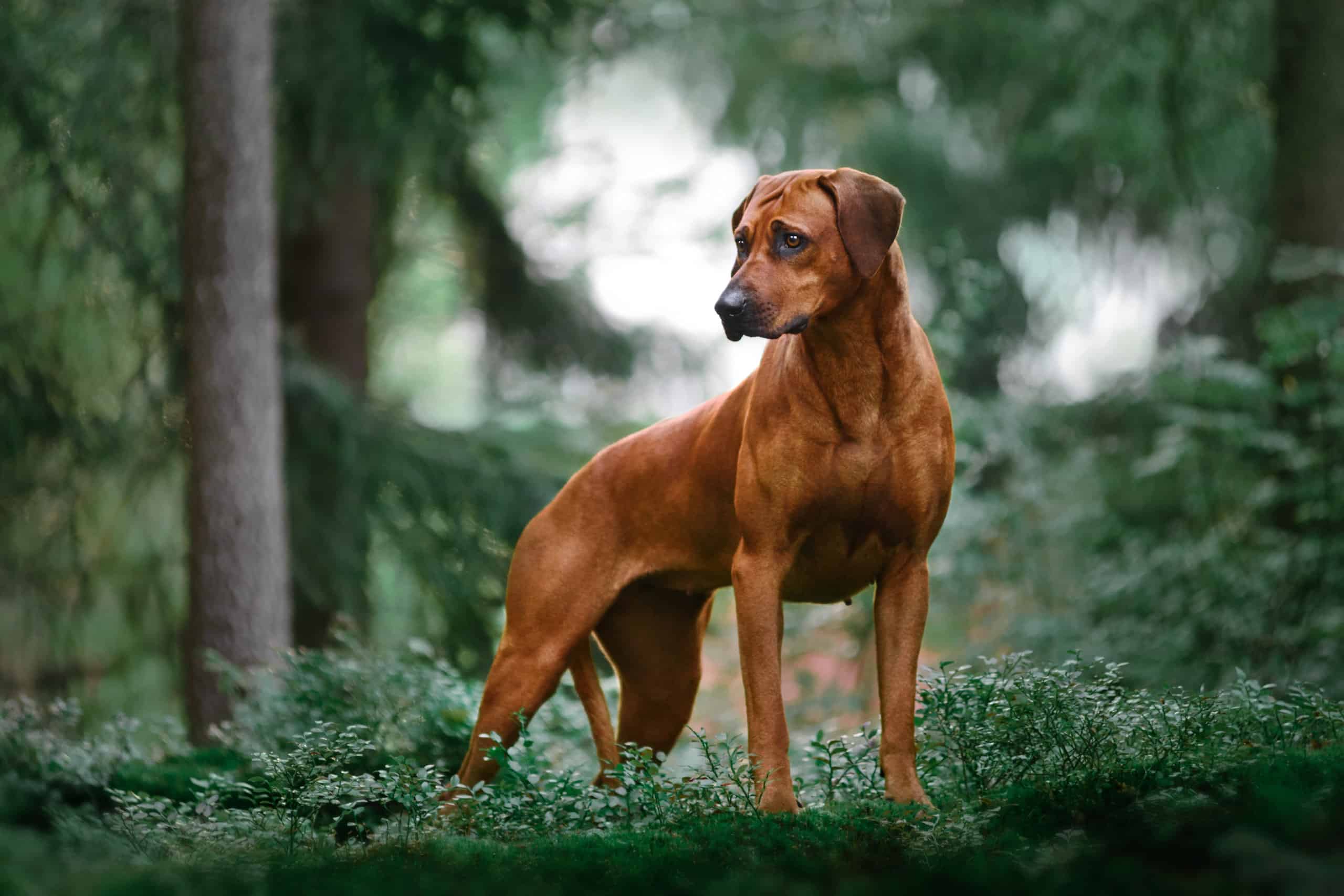 2560x1707 Do Rhodesian Ridgebacks Make Good Family Pets?-Z Animals