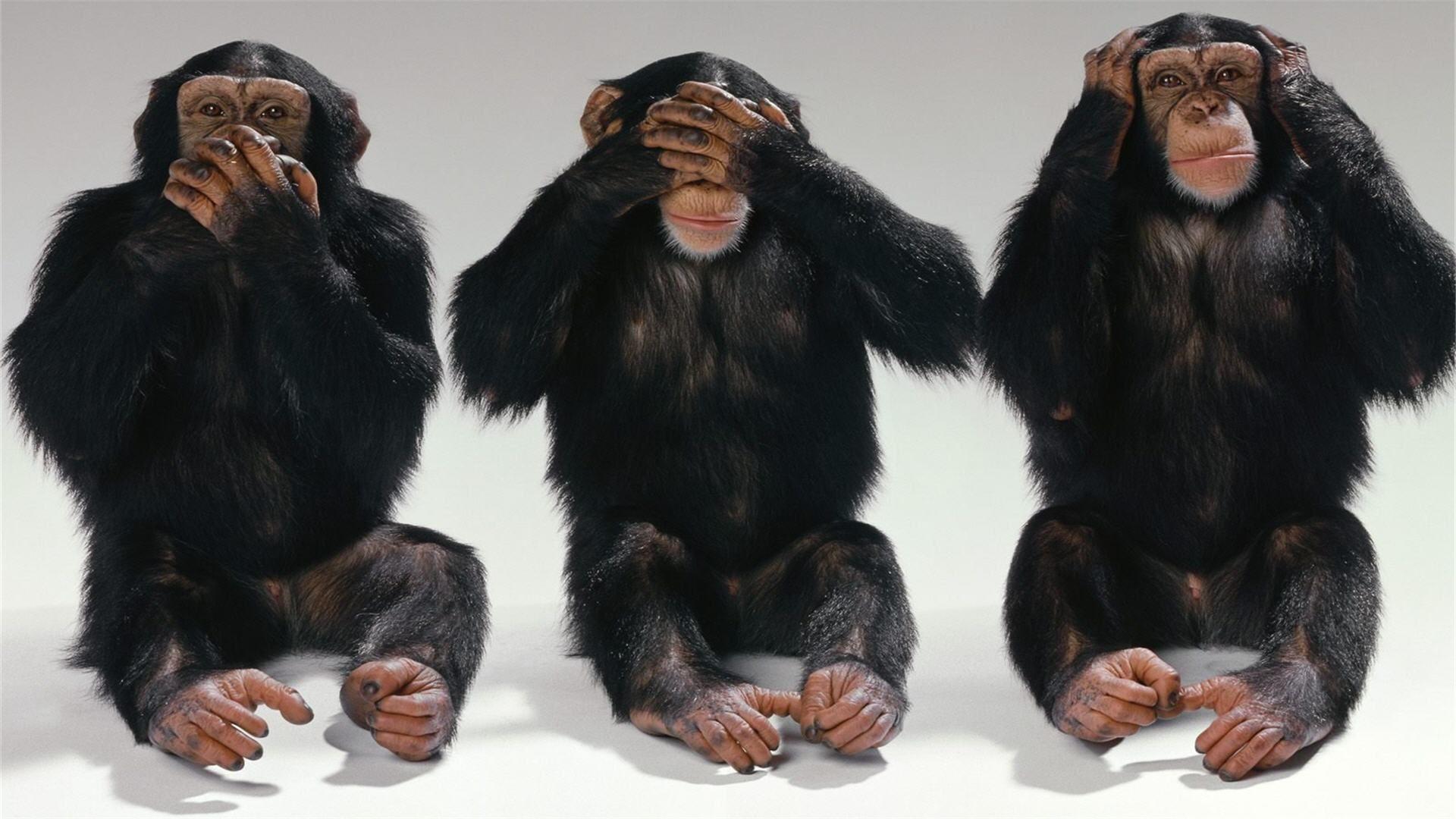 1920x1080 Funny Animals Wallpaper. CLICKandLOL and share fun