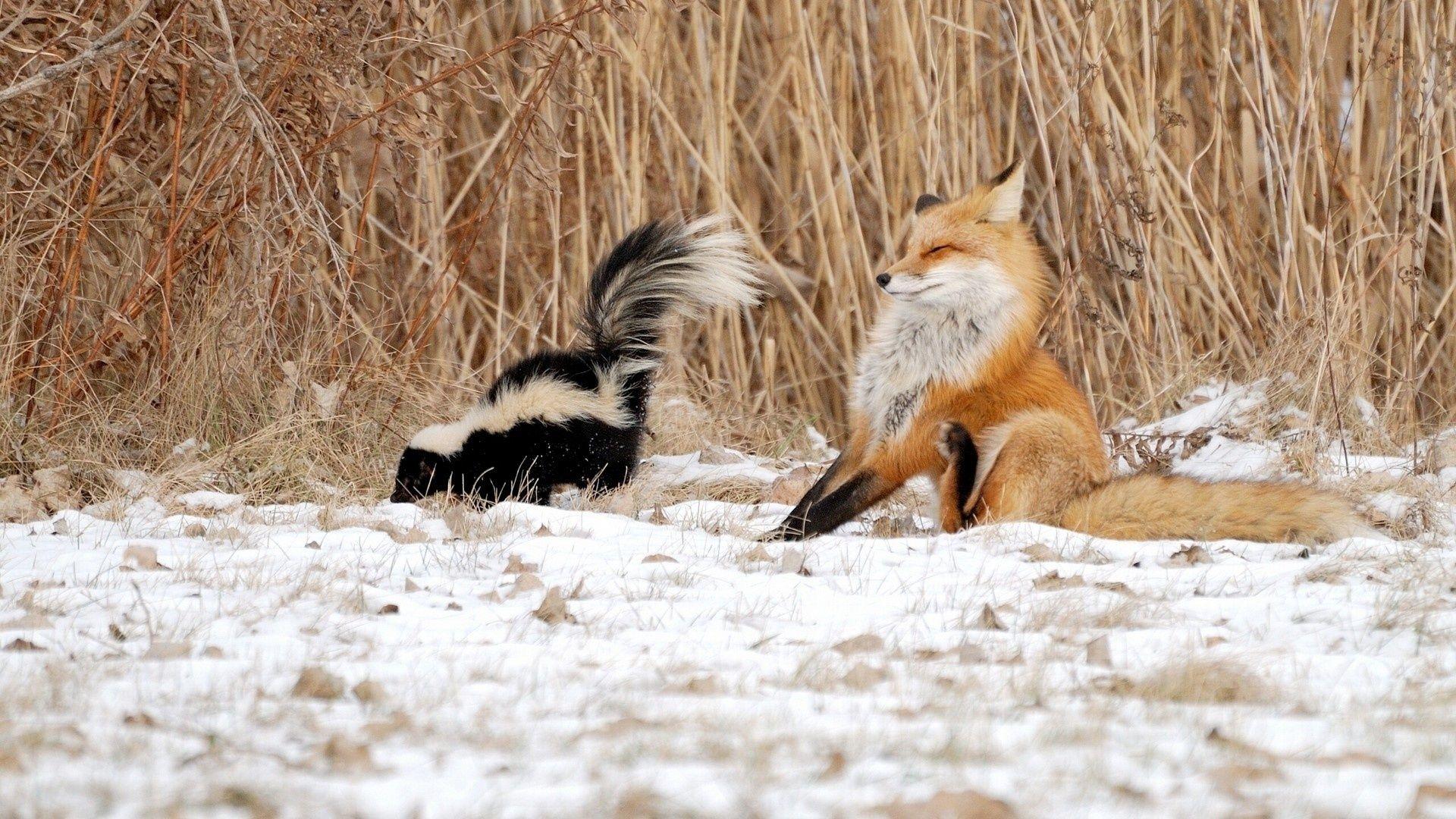 1920x1080 Animals, Funny Animals, Winter, Nature, Skunk, Fox, Skunk