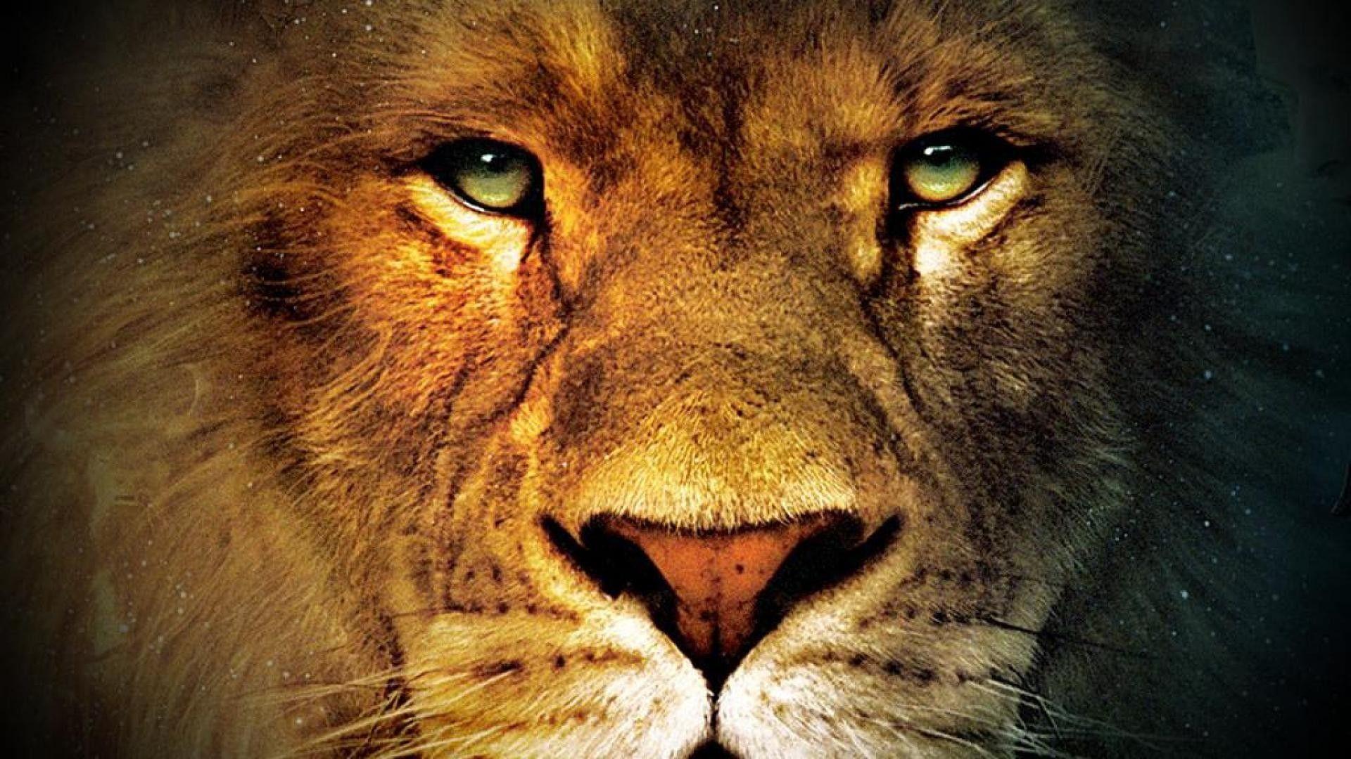 Lion Face Wallpapers - Top Free Lion Face Backgrounds - WallpaperAccess