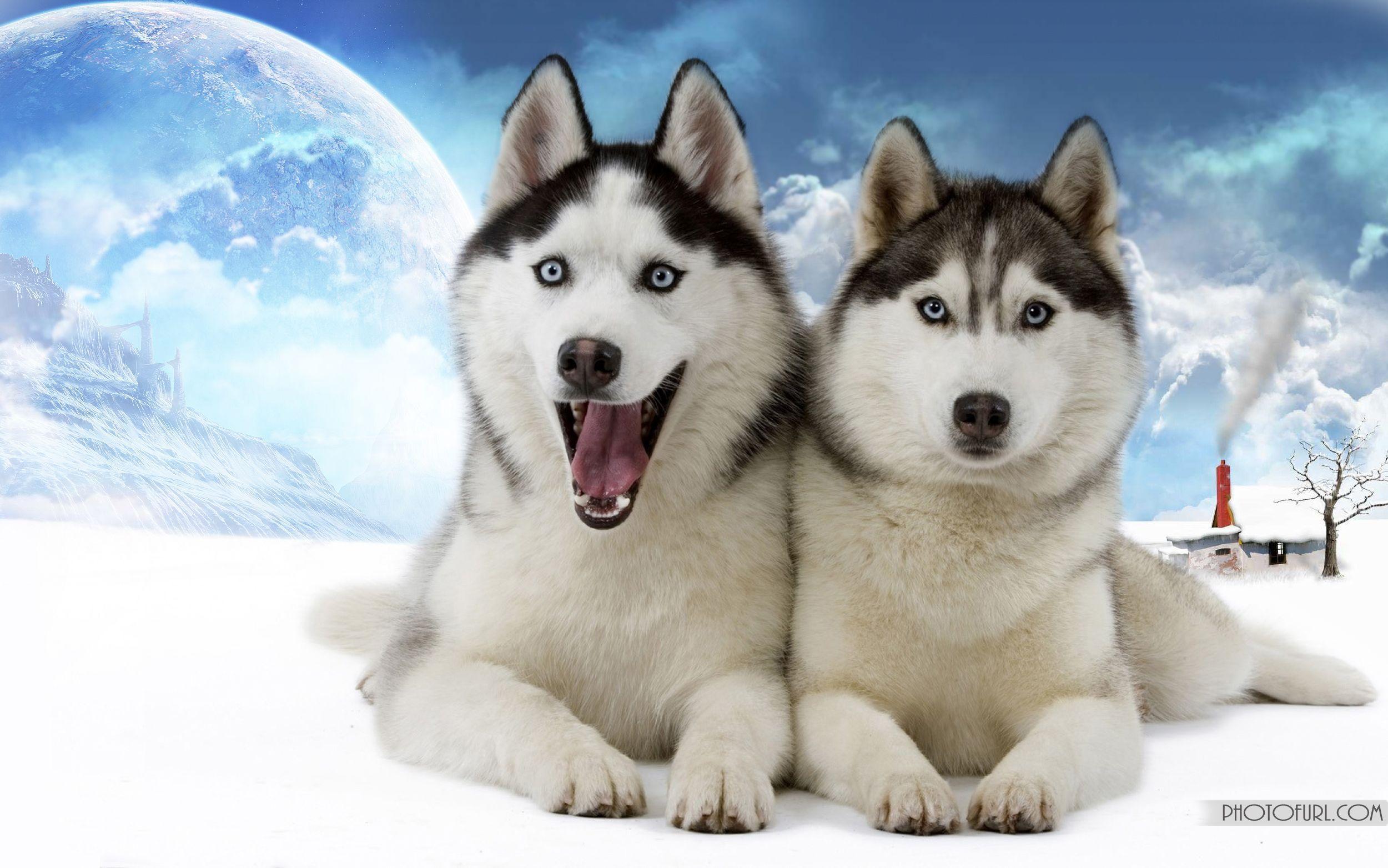 2500x1563 wolf wallpaper and desktop themes. Funny Animal Wallpaper 2013