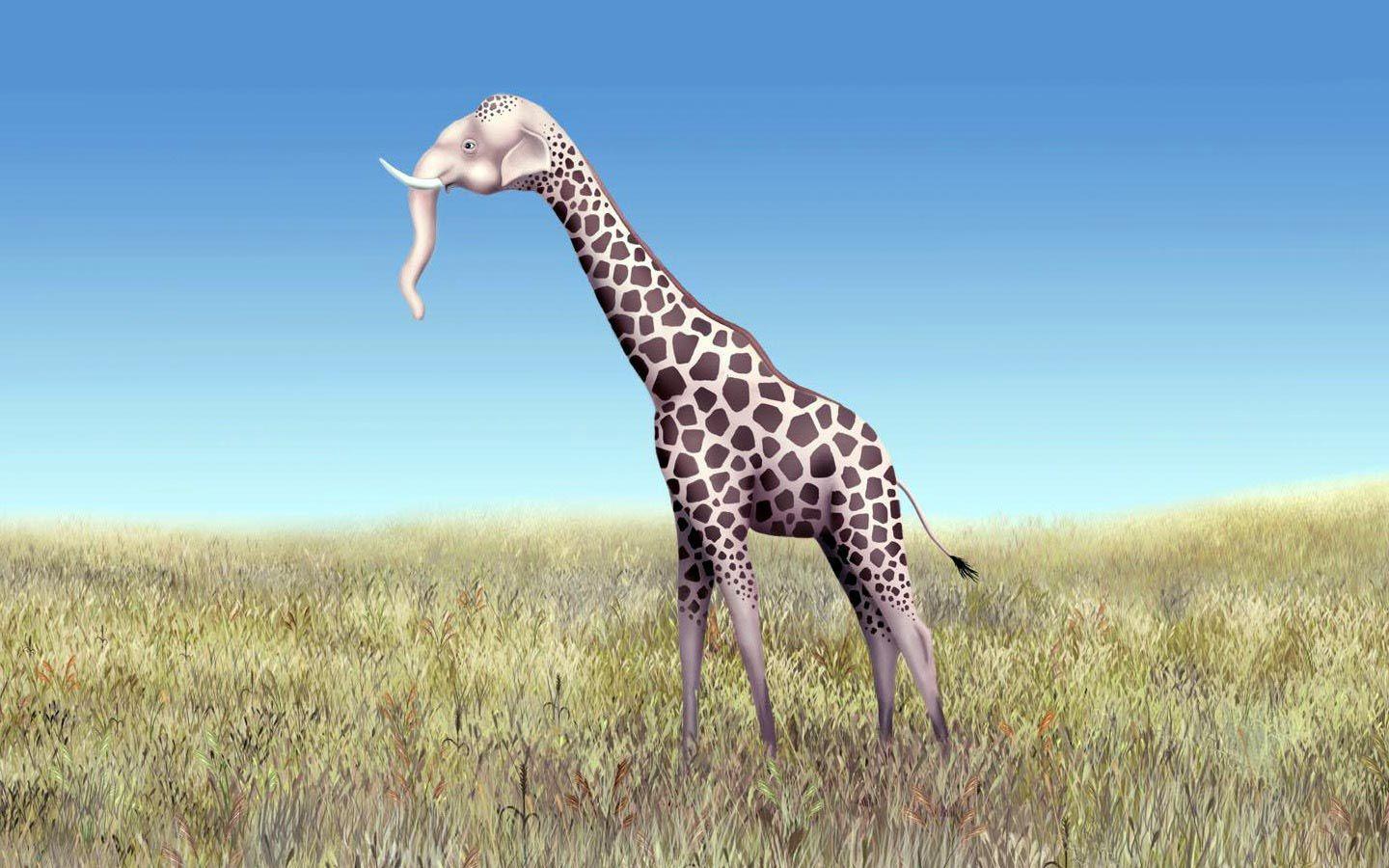 1440x900 Humor Funny Animals wallpaper