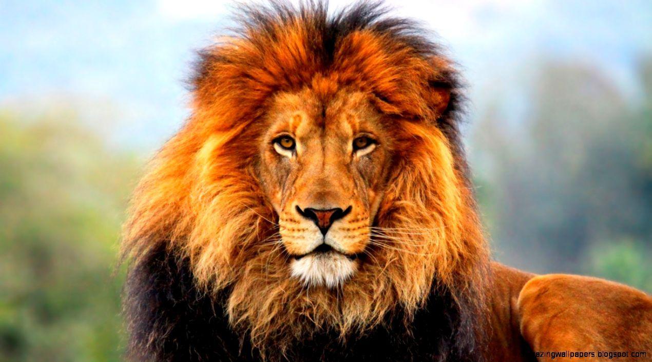 1270x706 Lion Face Wallpaper