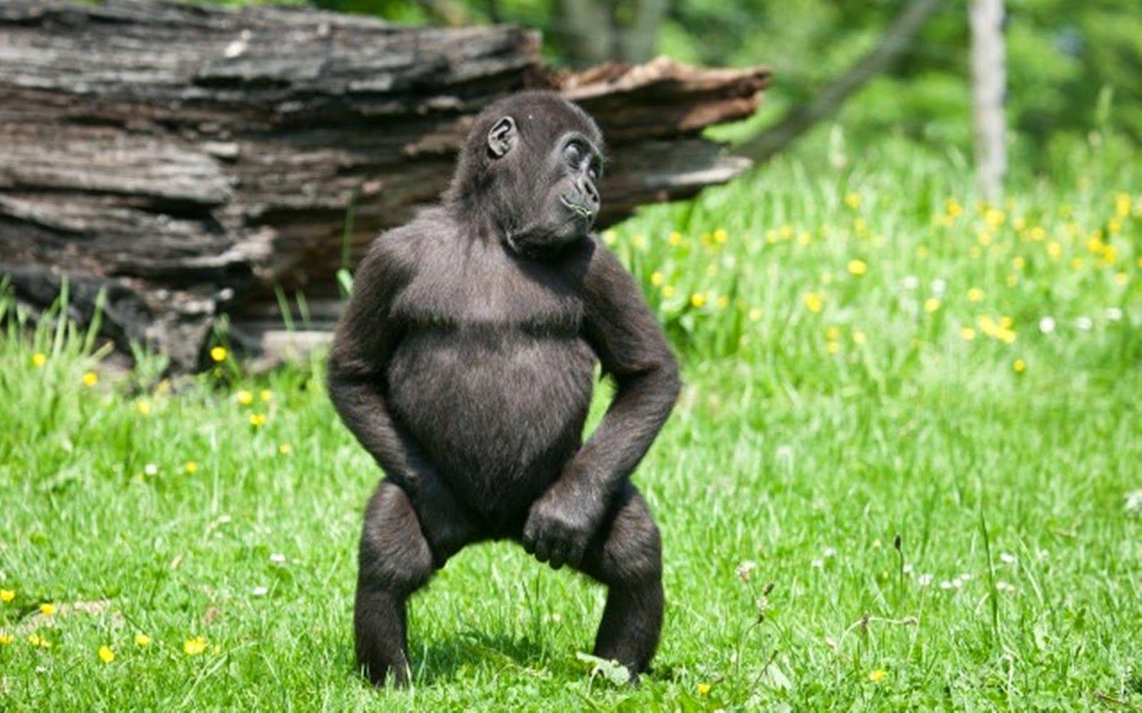 1600x1000 Very Funny Animals Picture Guaranteed To Make You Laugh