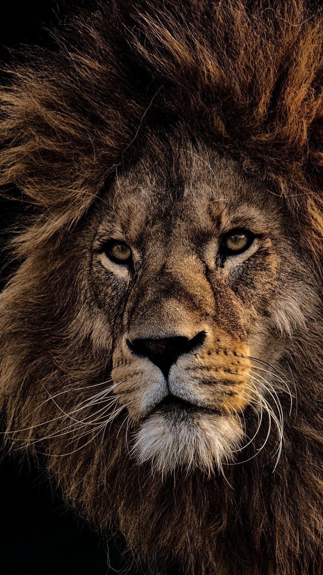 Lion Face Wallpapers - Top Free Lion Face Backgrounds - Wallpaperaccess