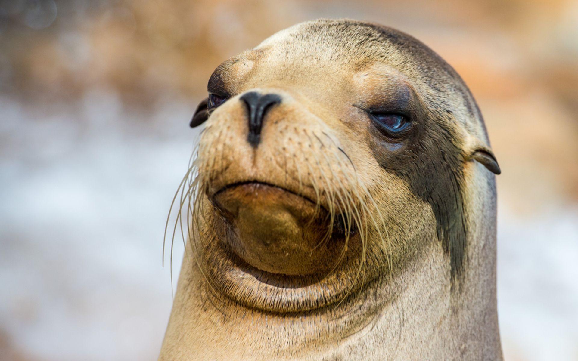 1920x1200 Sea Lion Face Desktop Wallpaper 52663 1920x1200px