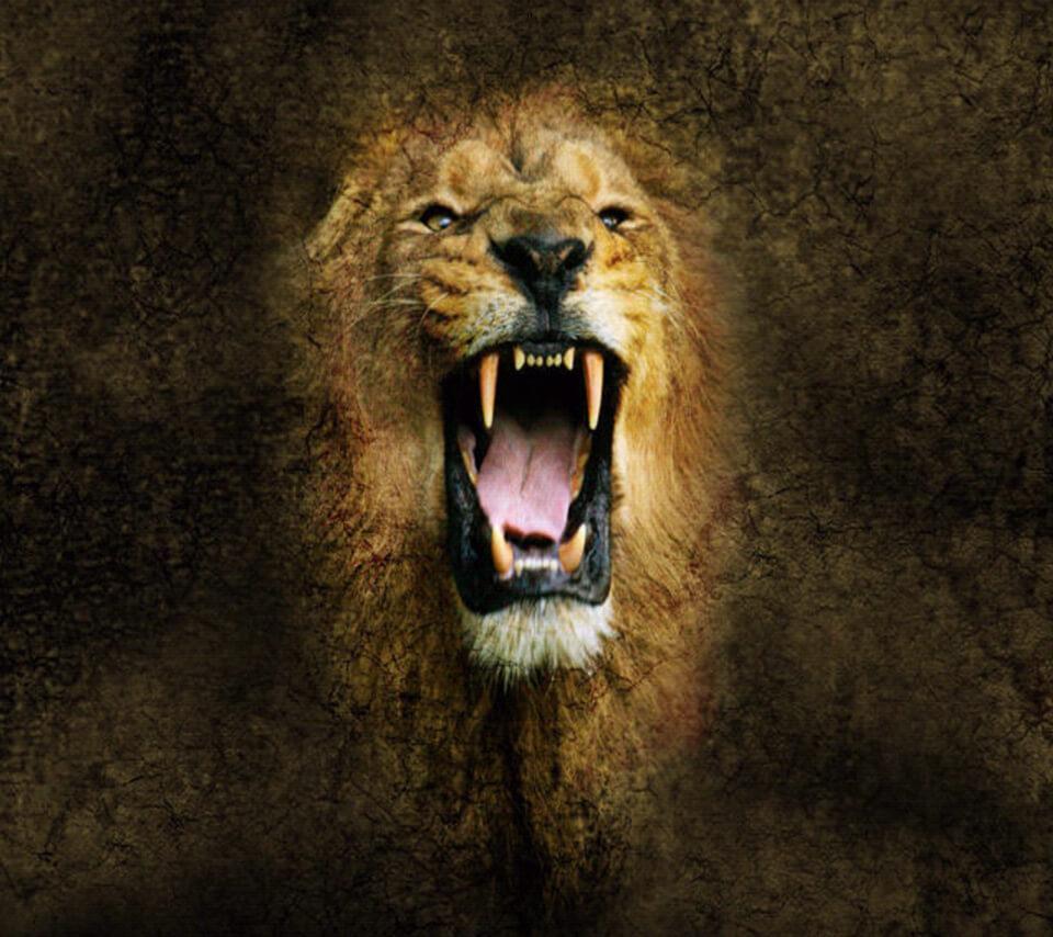 Lion Face Wallpapers - Top Free Lion Face Backgrounds - WallpaperAccess