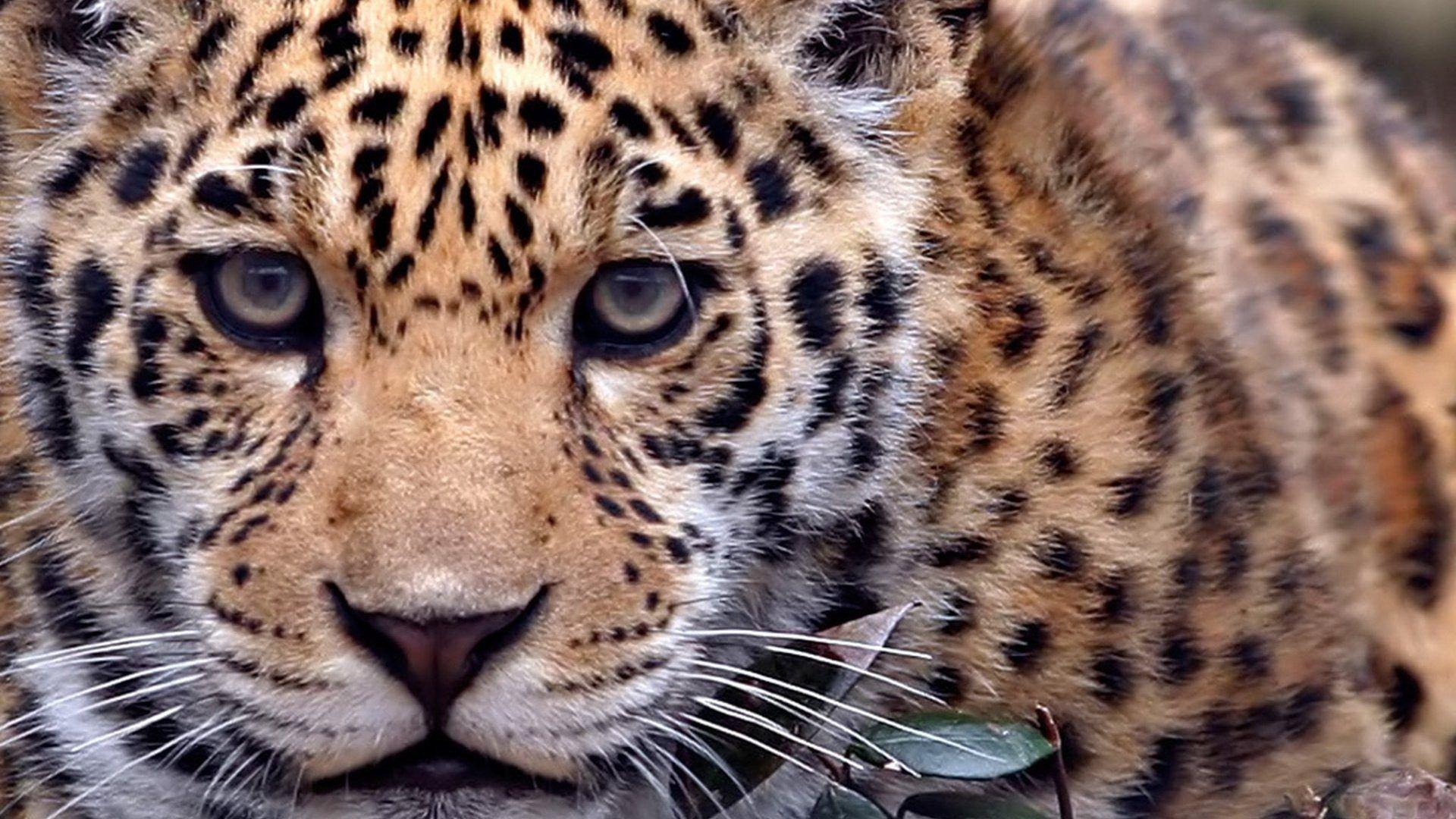 1920x1080 Animals Multi Screen Felin Multiple Triple Monitor Leopard Funny