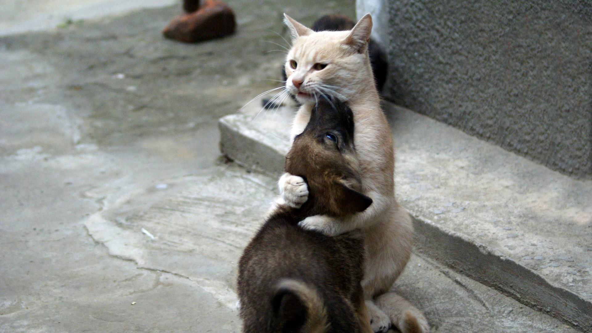 1920x1080 Funny Animal Wallpaper And Background