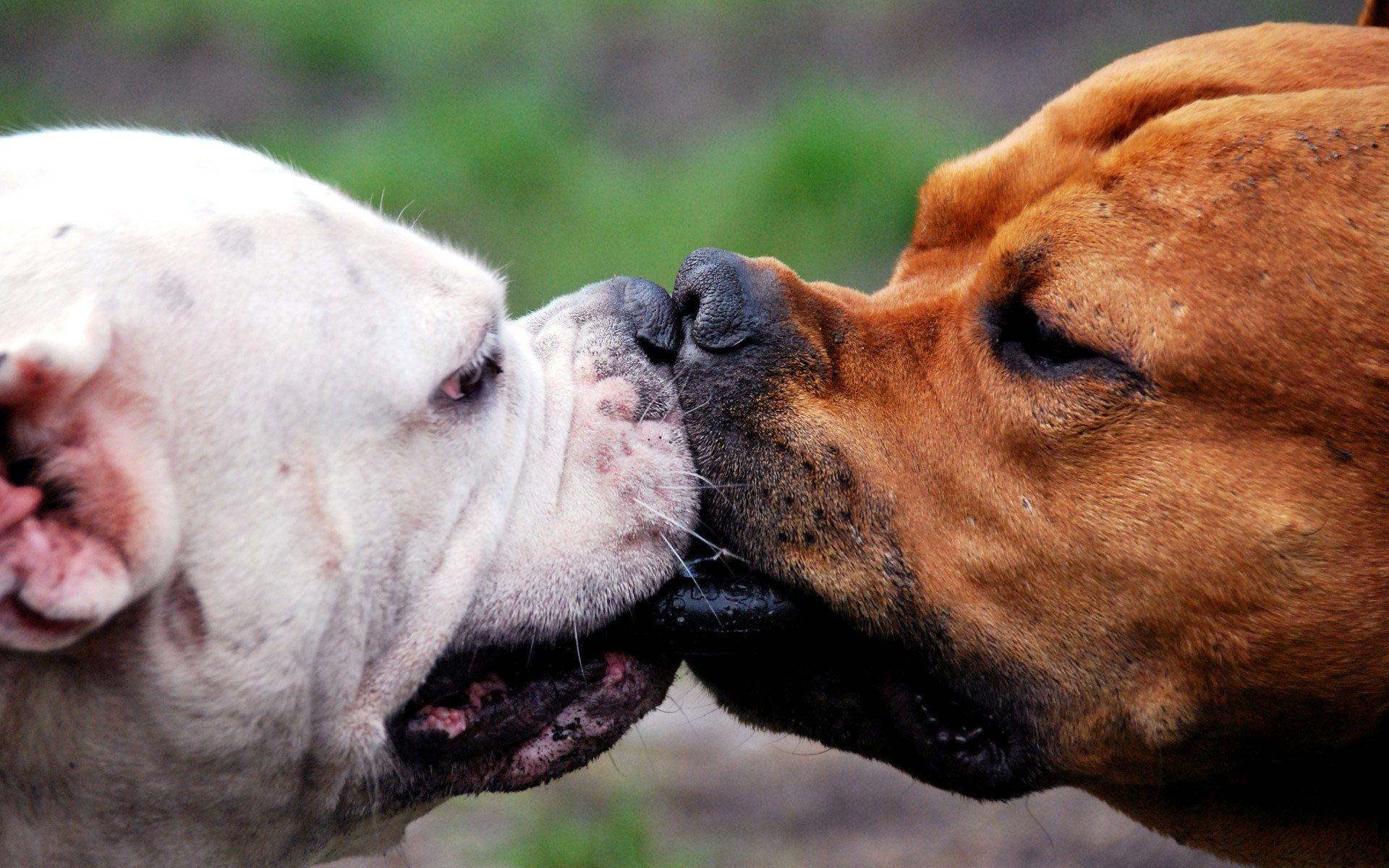 1920x1200 Funny, animals, wallpaper, dog, stylish, designs, gallery, category