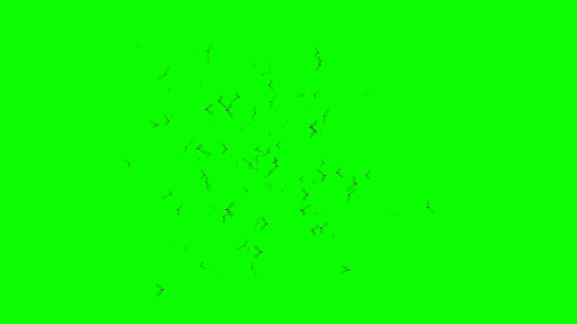 grren screen images green screen video backgrounds free download