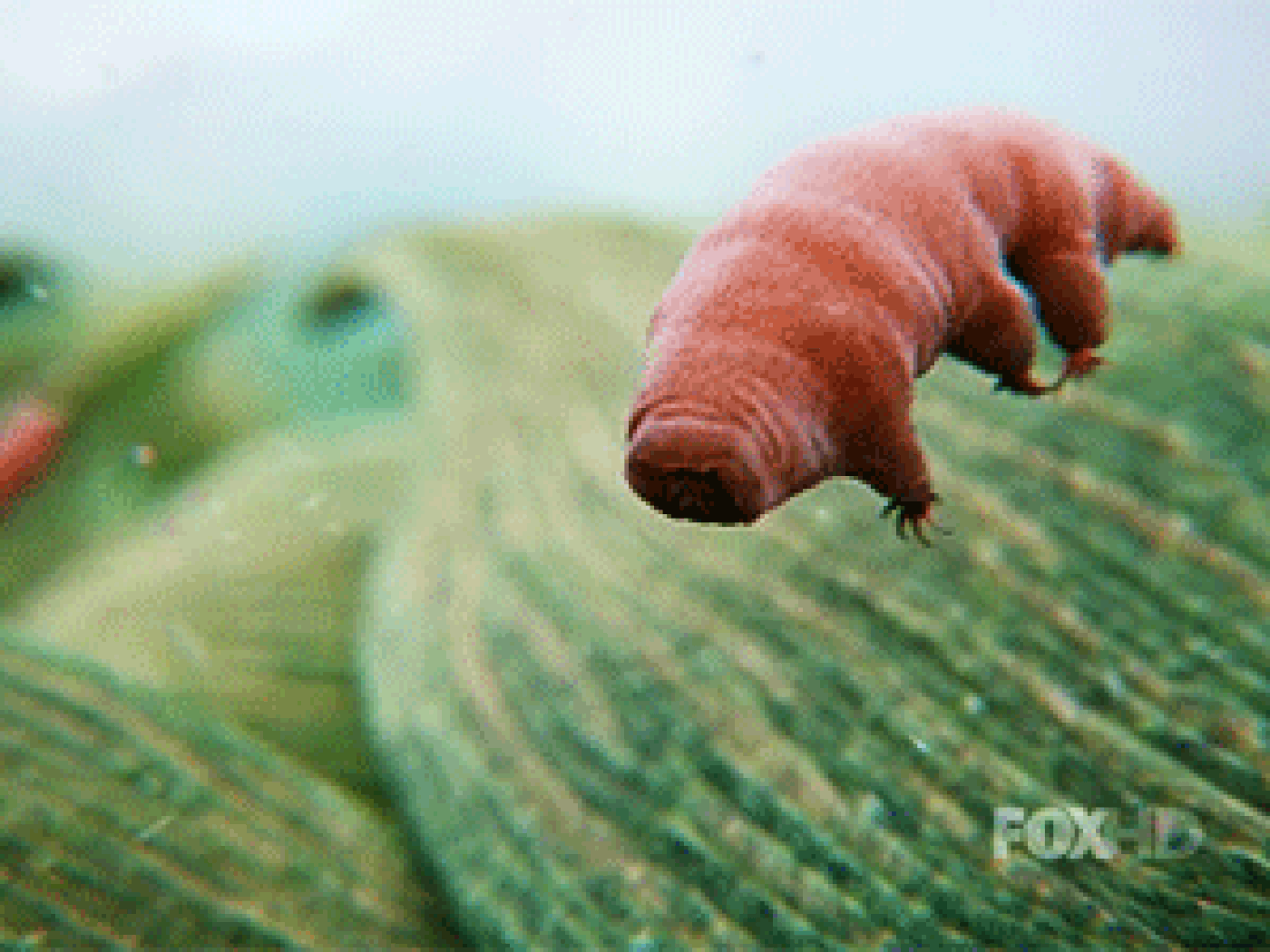 1400x1050 Scientists revive microscopic water bears after 30 years of deep