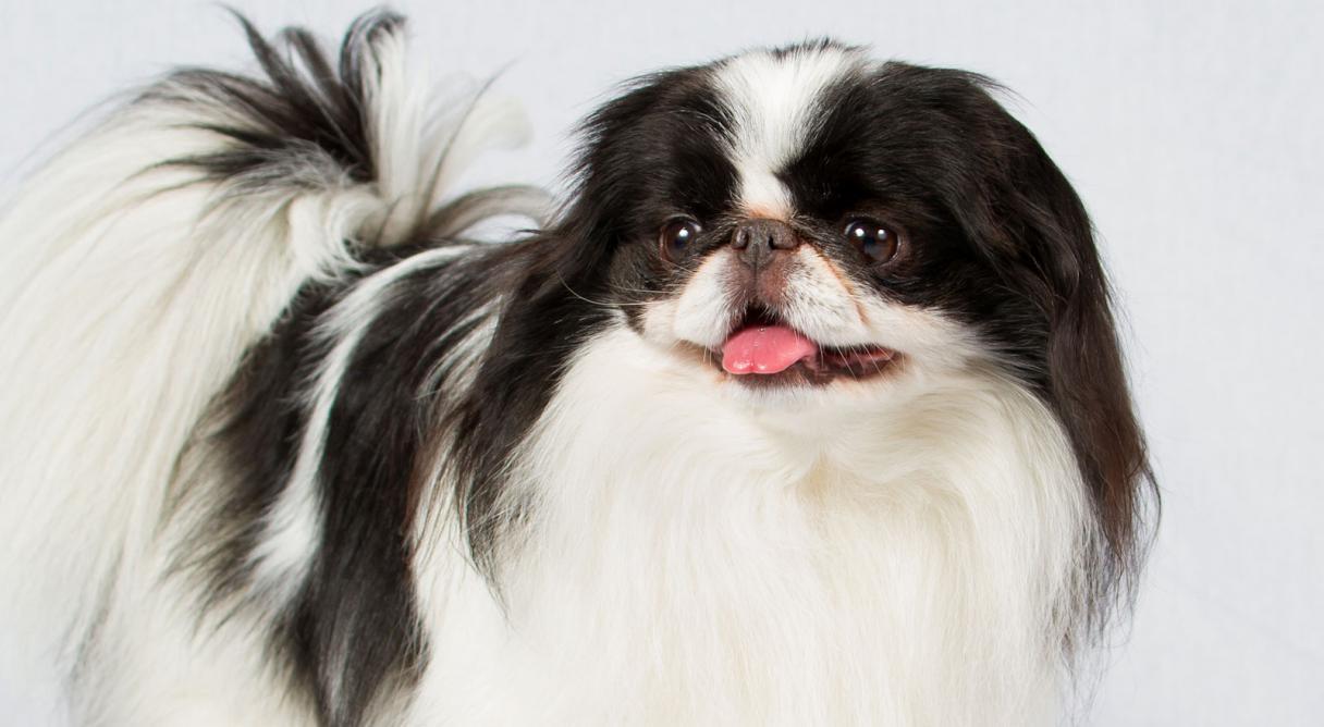 1216x668 japanese chin