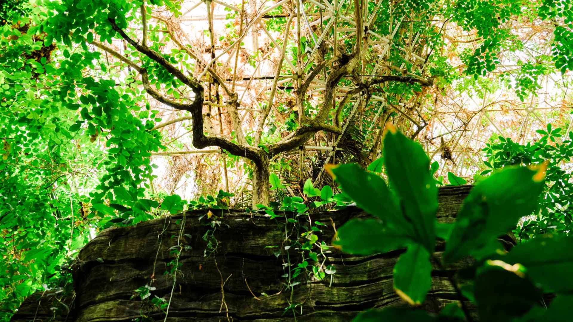 1920x1080 Inside the evolution of Biosphere from '90s punchline to scientific playground