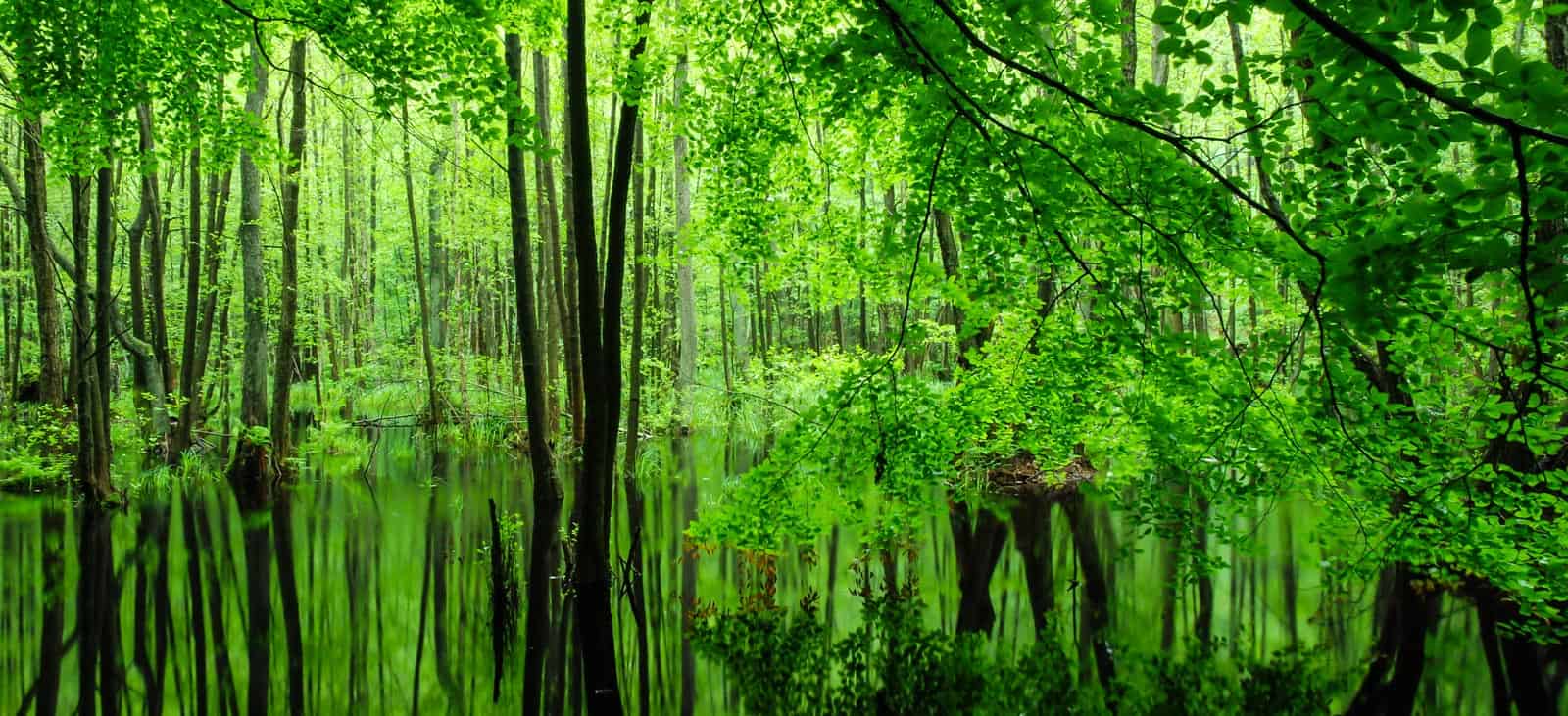 1600x731 Wilderness In UNESCO Biosphere Reserve Schorfheide Chorin