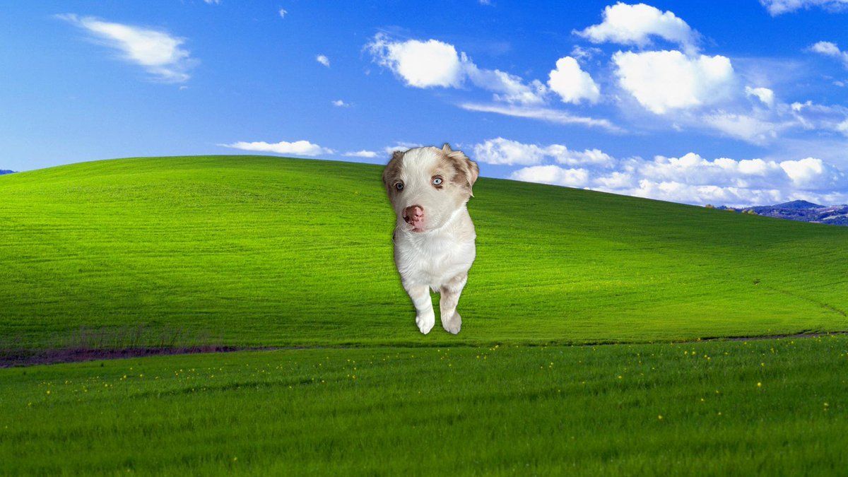 1200x675 Drop an image of your pet and we'll keep adding them to the Windows XP Bliss background