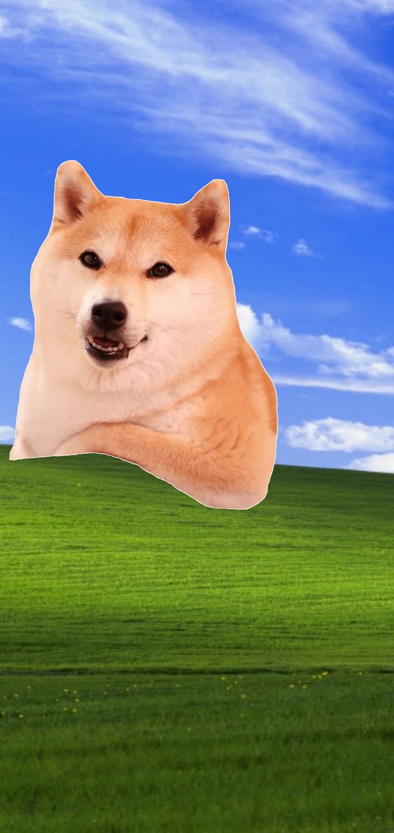 800x1689 HD funny xp wallpaper