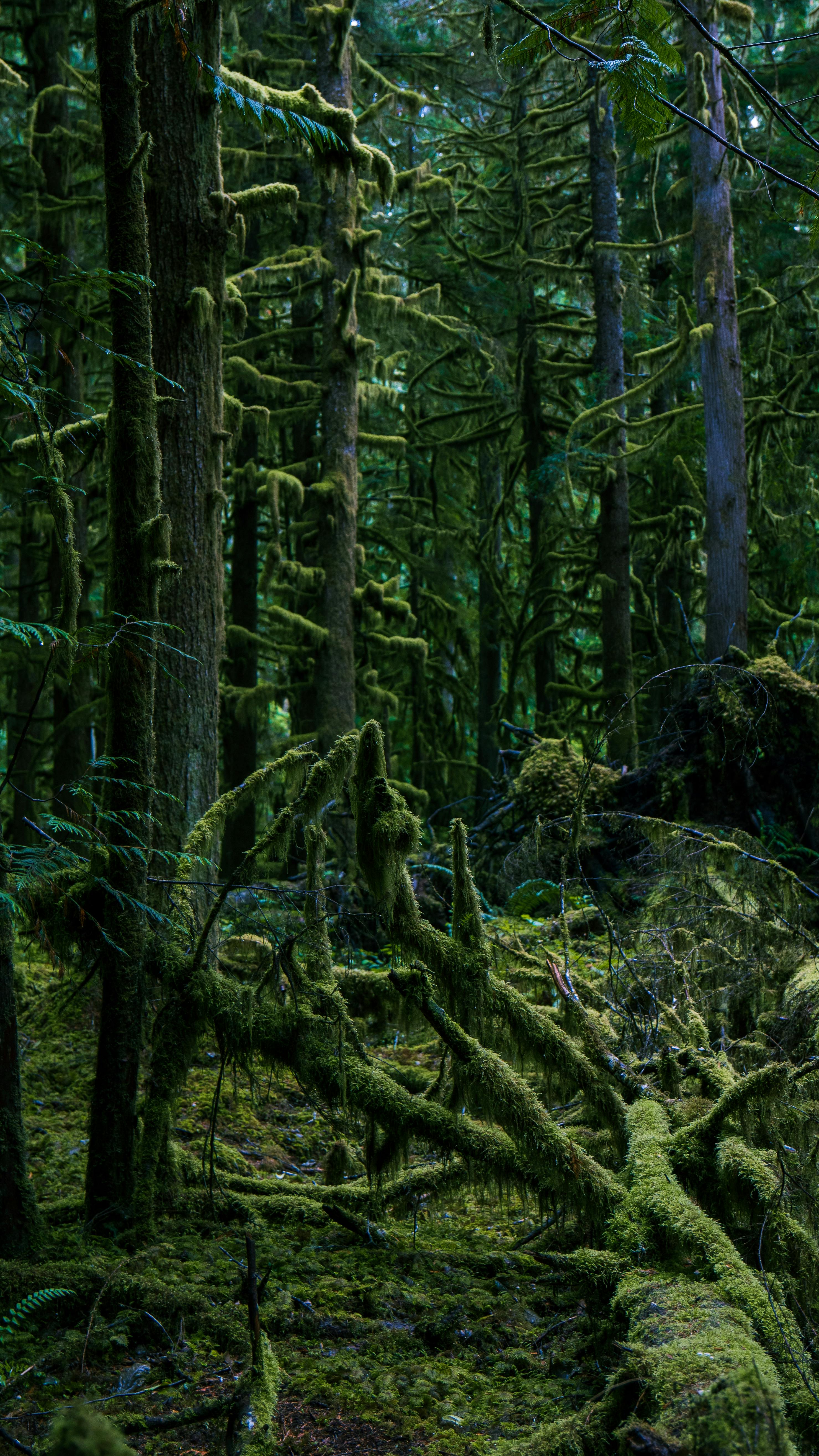 2958x5259 Green, Deep Forest · Free