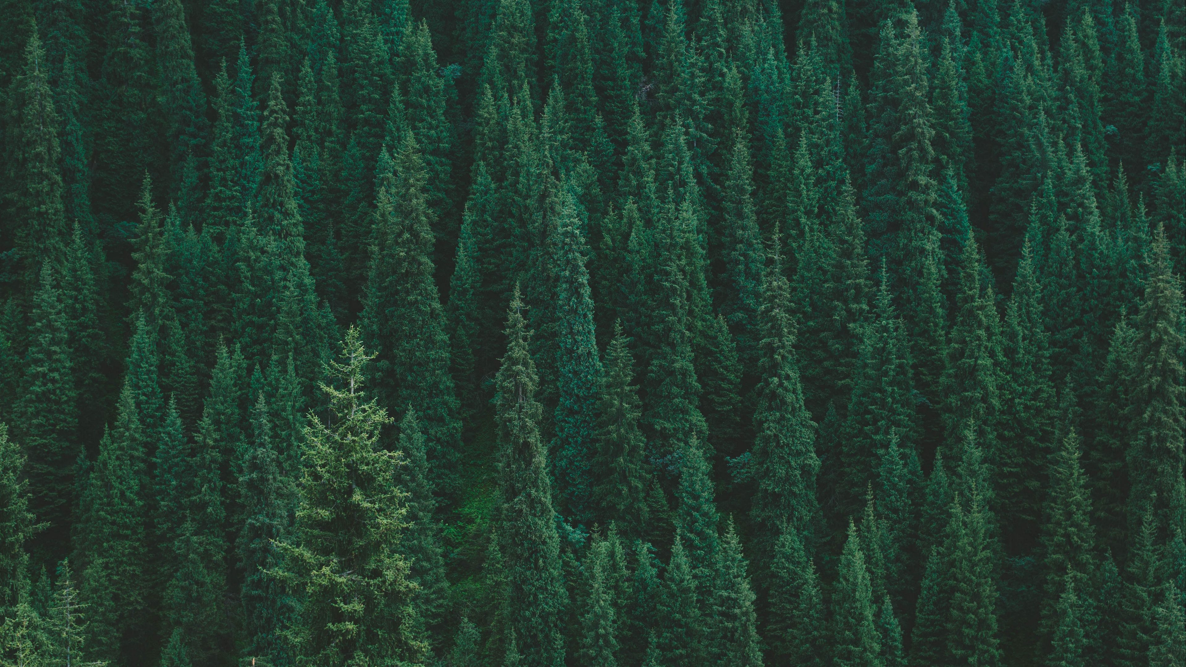 3840x2160 Dark Green Forest Wallpaper