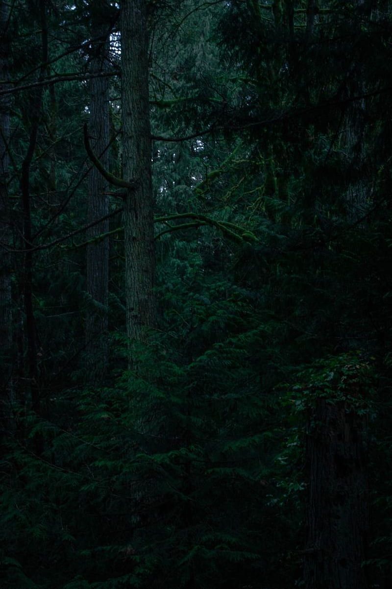 800x1202 Forests, Night Green Forest, HD phone wallpaper