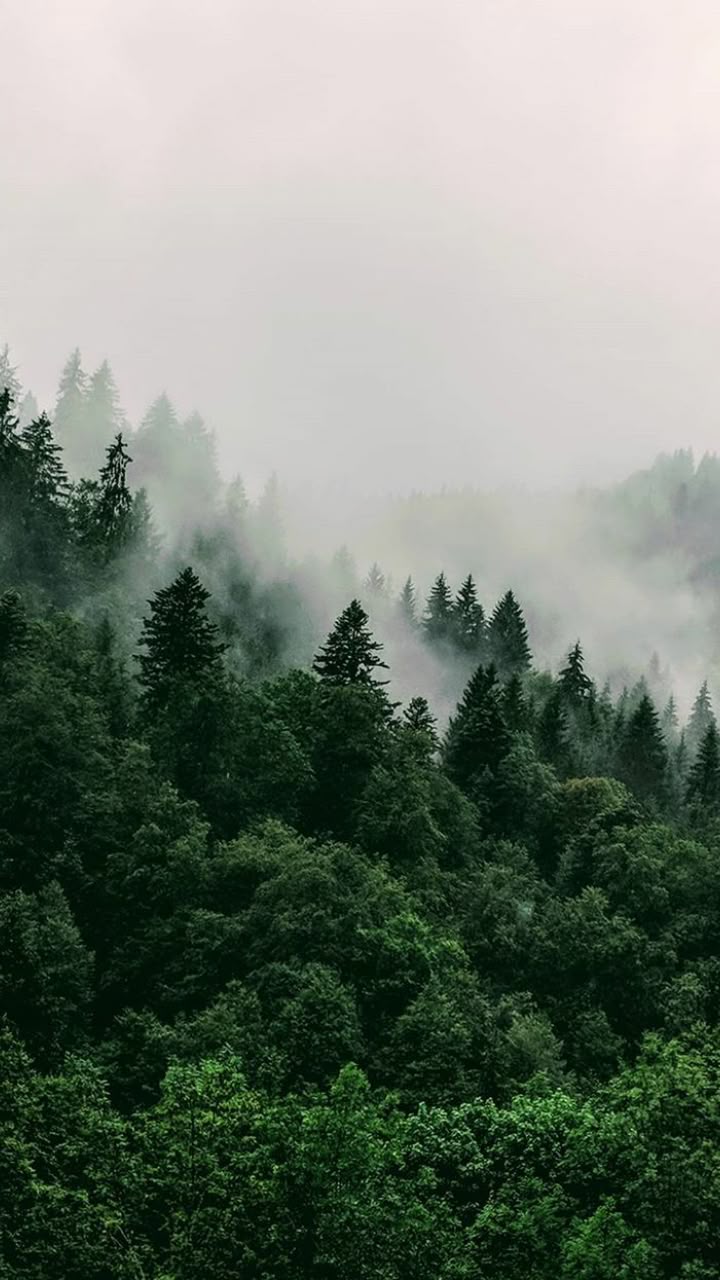 720x1280 Wallpaper. Green. Forest