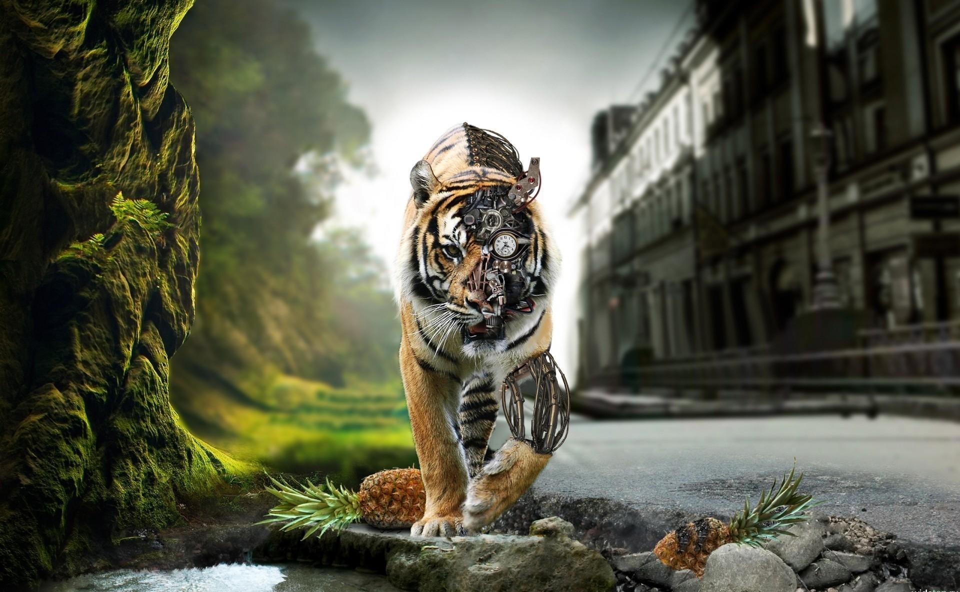 1920x1185 High Quality HD Wallpaper
