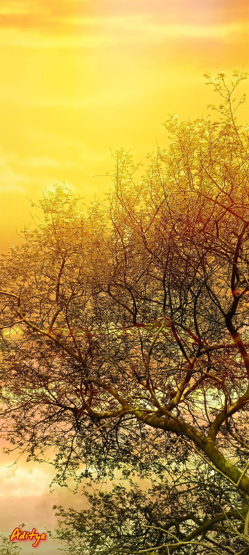 800x1778 Nature, intex, mi, tecno, HD phone wallpaper