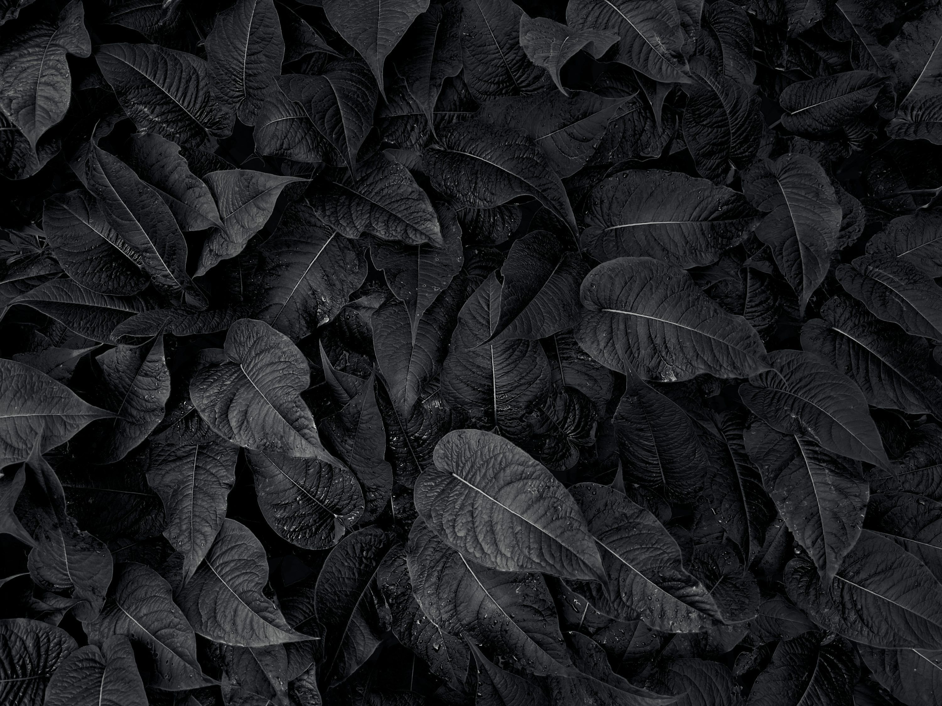 3000x2250 A black and white photo of leaves photo