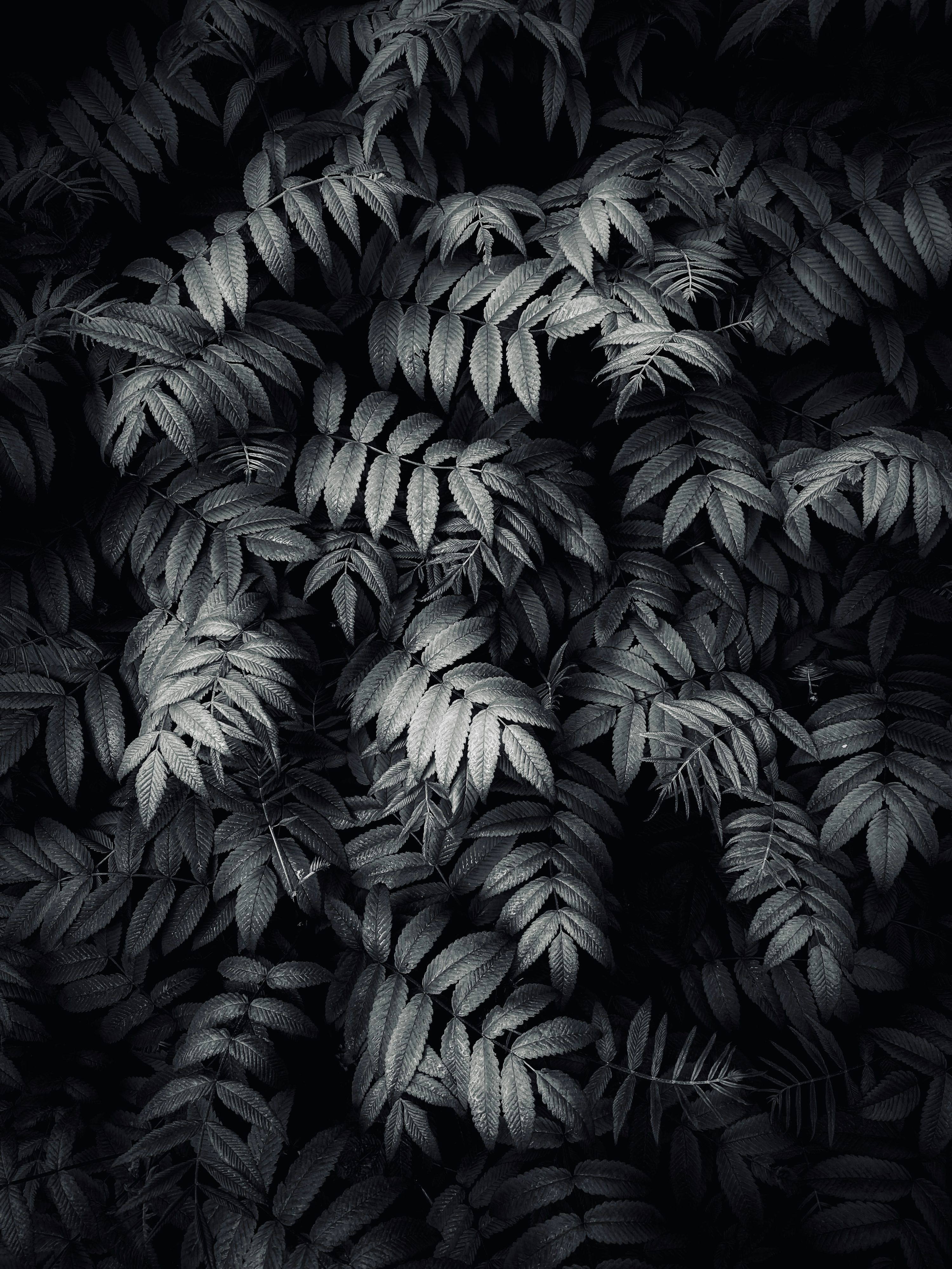 3000x4000 A black and white photo of leaves photo