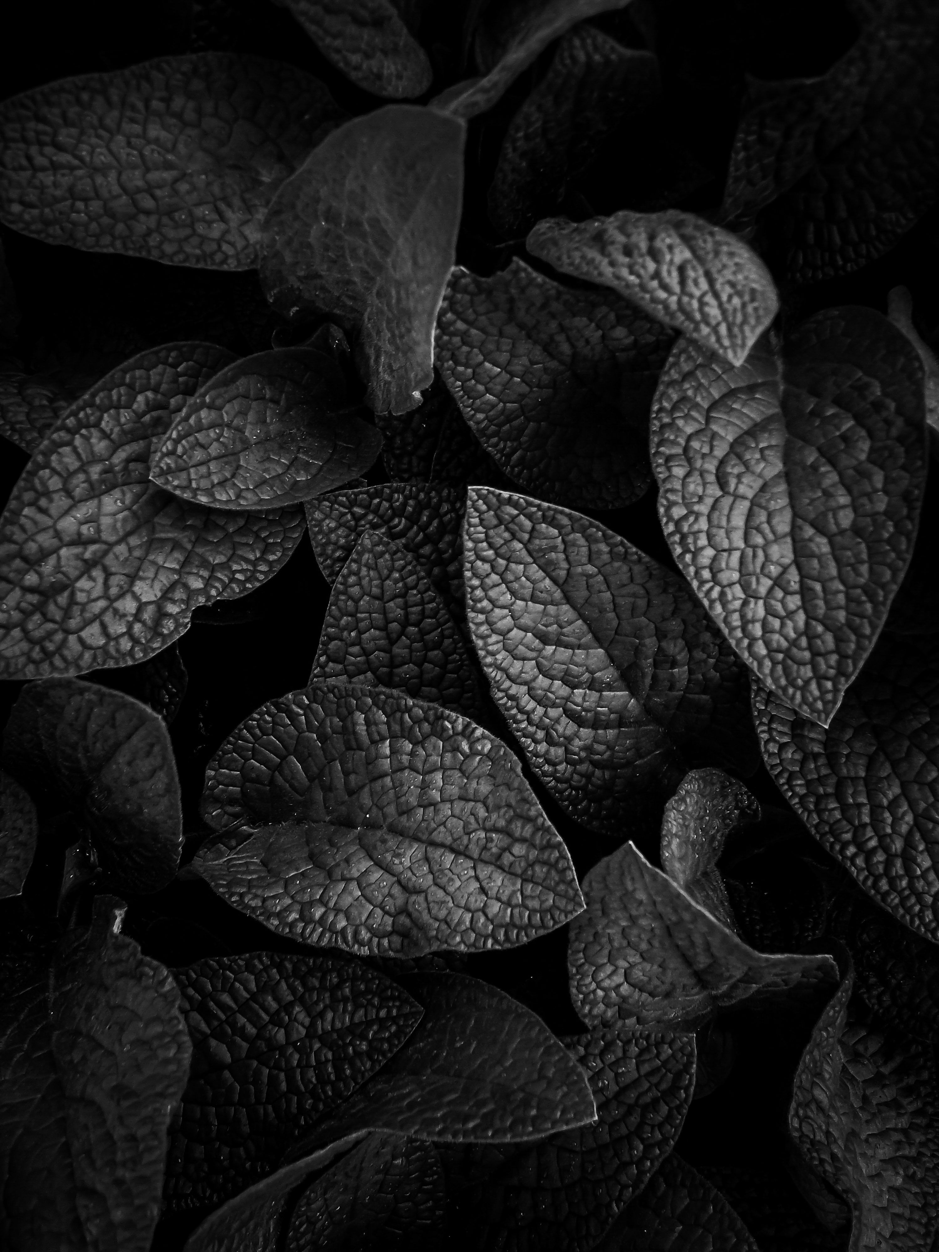 3000x4000 A black and white photo of leaves photo