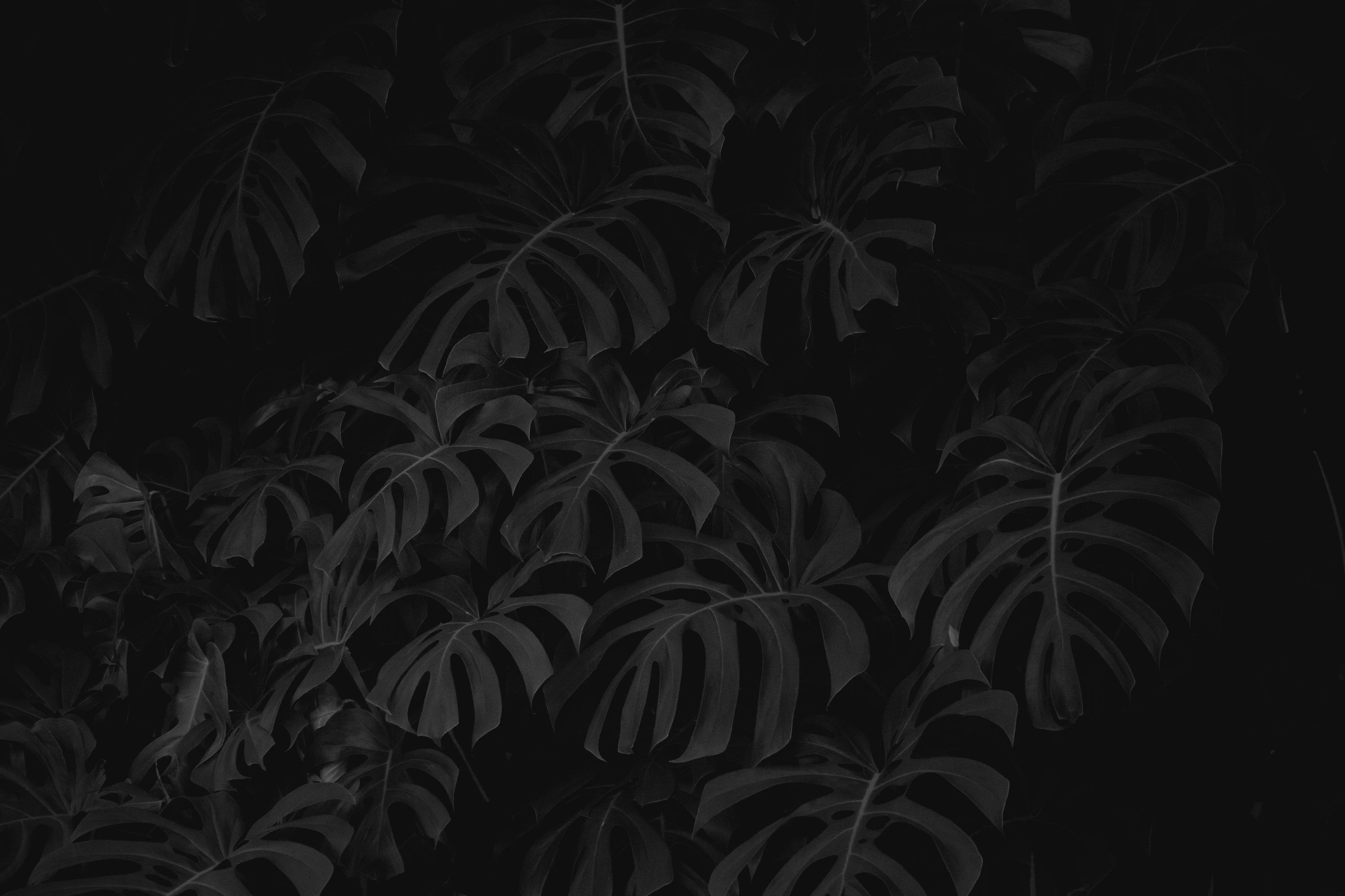 3000x2000 Black and white leaf plant photo